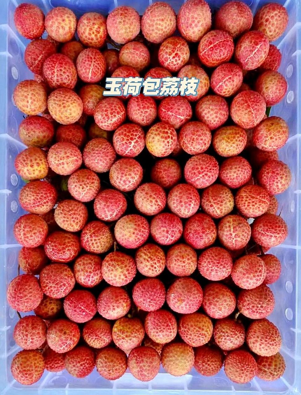 玉荷包荔枝 601512斤7215149.