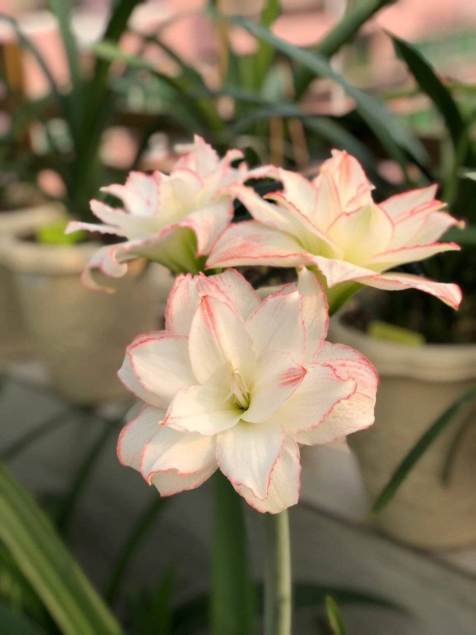 朱顶红,曦荷,非常仙,花如其名 作者非常喜欢的一个品种,虽然不是什么