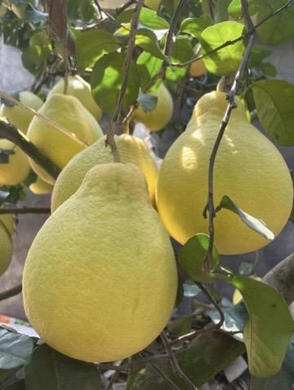 新鲜应季水果 柚子 快来一起尝个鲜 沙田柚