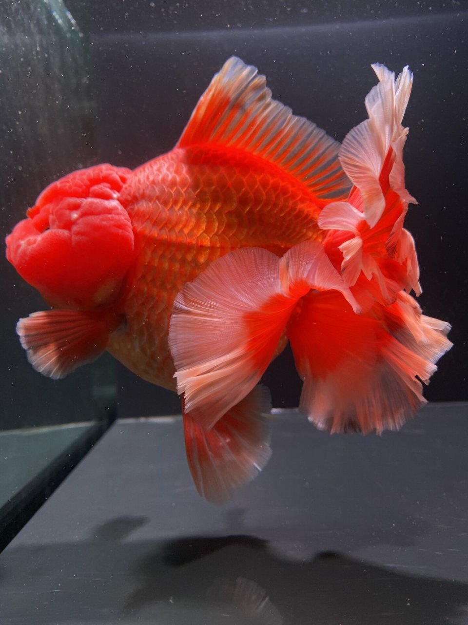 15cm爆瘤红泰狮金鱼,未发尾 #泰狮金鱼# #百褶泰狮# # 