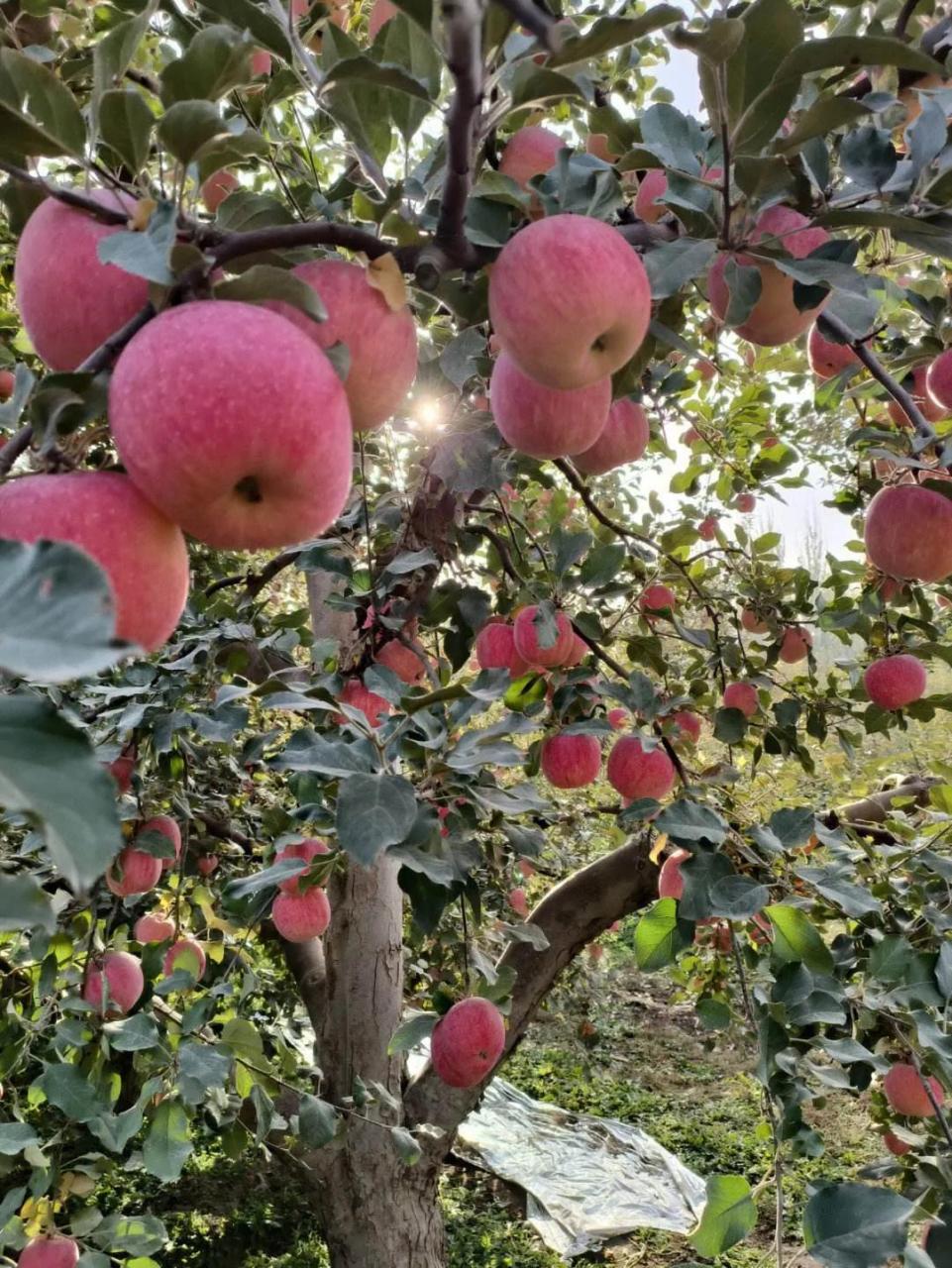 一周前,我刚从兰州旅游回到新疆阿克苏市红旗坡我家苹果园子.