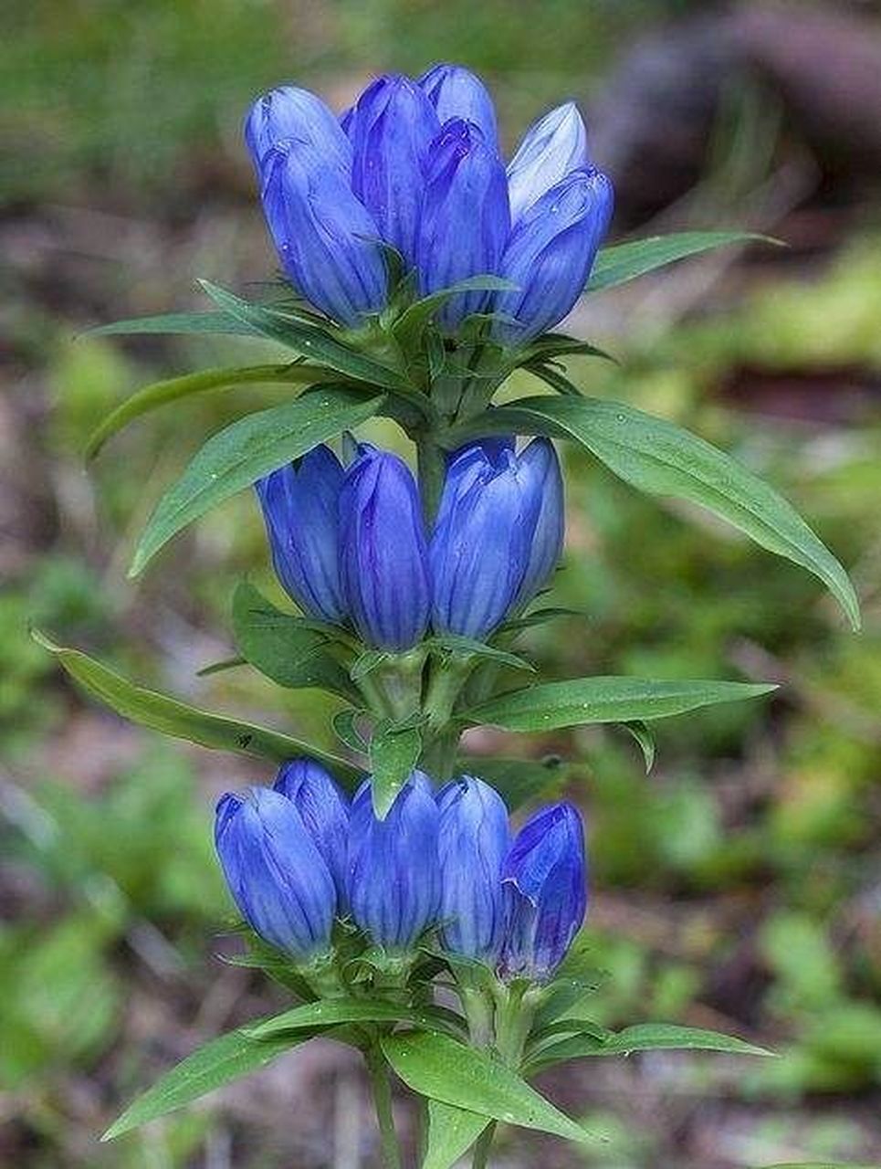 每日认识一味中药——龙胆 【药用部位】龙胆科植物条叶龙胆,龙胆,三