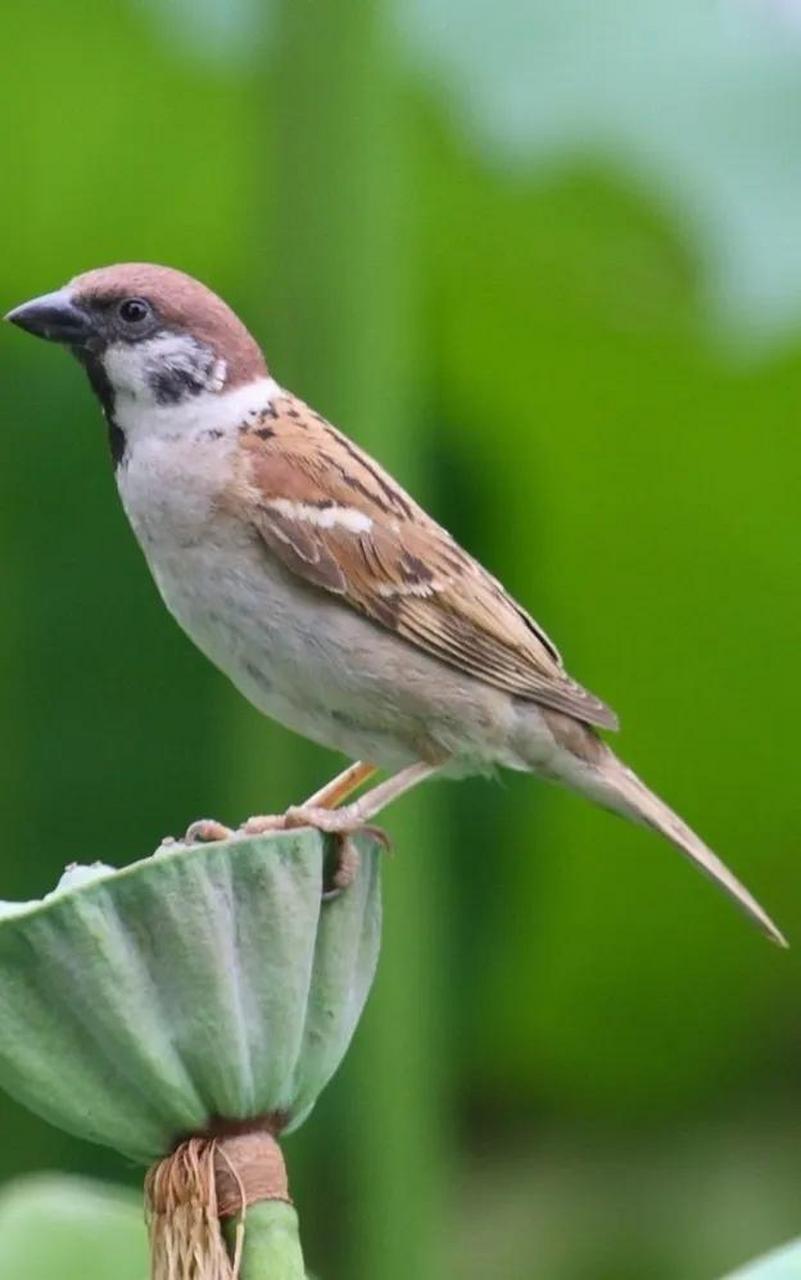 麻雀是国家二级保护动物?捕杀多少只入刑?