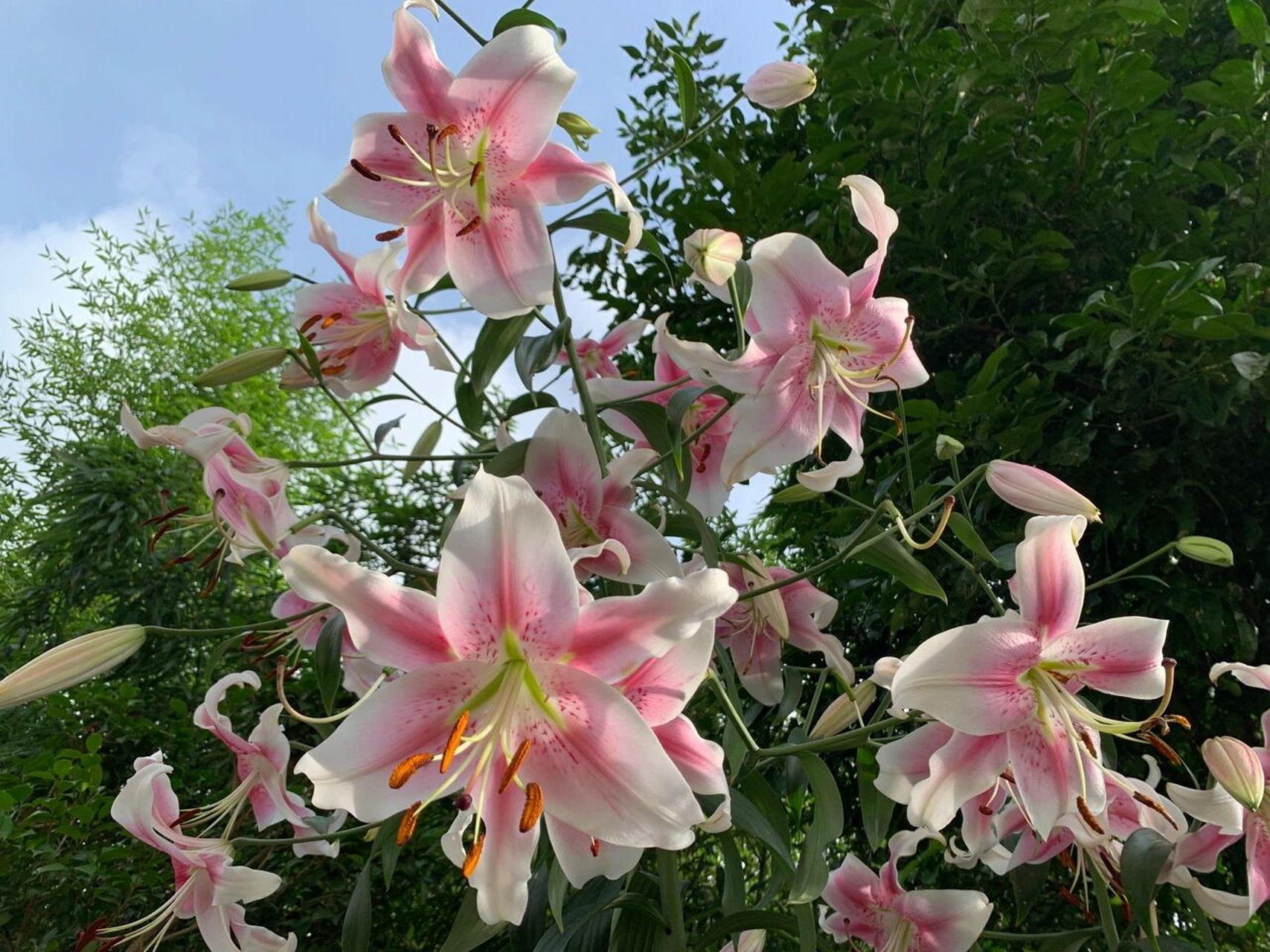 长得比人还高的ot百合 "anastasia" ,需要仰着头观赏 和花店里的香水