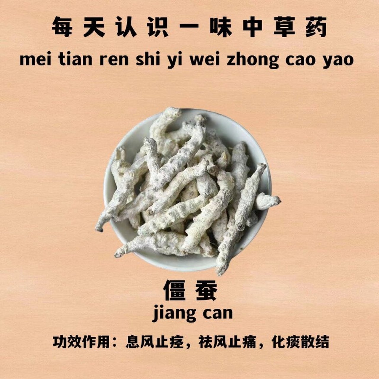 僵蚕 🌿中yao名:僵蚕 🌿别名:白僵蚕,天虫,僵虫