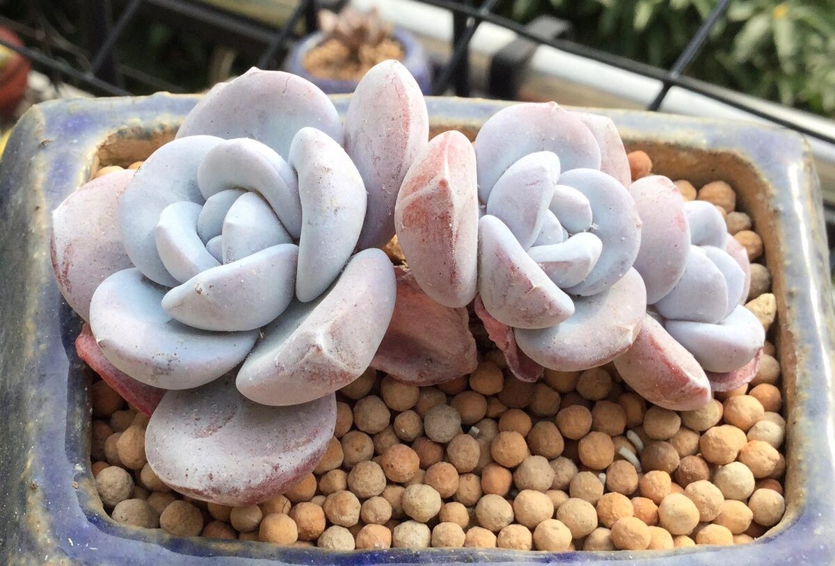 一颗粉雪莲800多天的蜕变