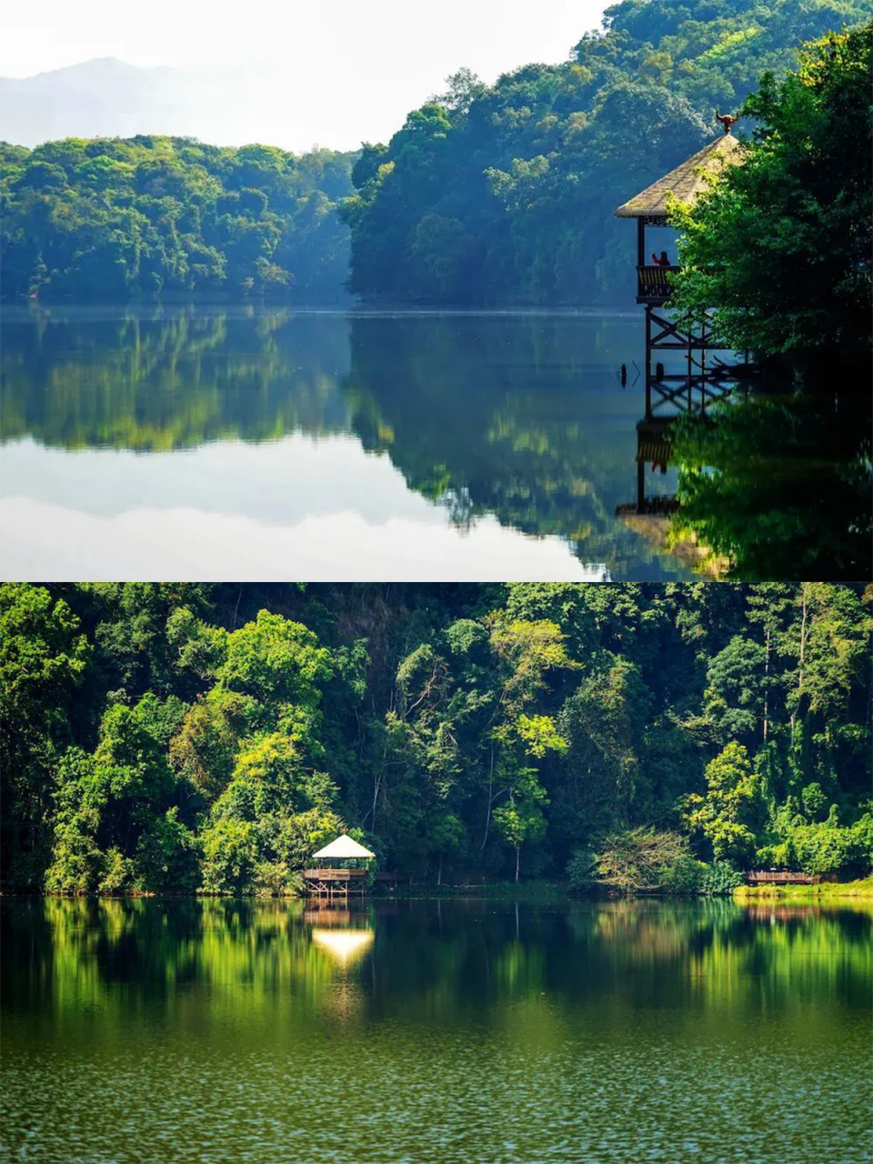 西盟·勐梭龙潭|藏在边境的隐世秘境99 "古树高低屋,斜阳远近山;林