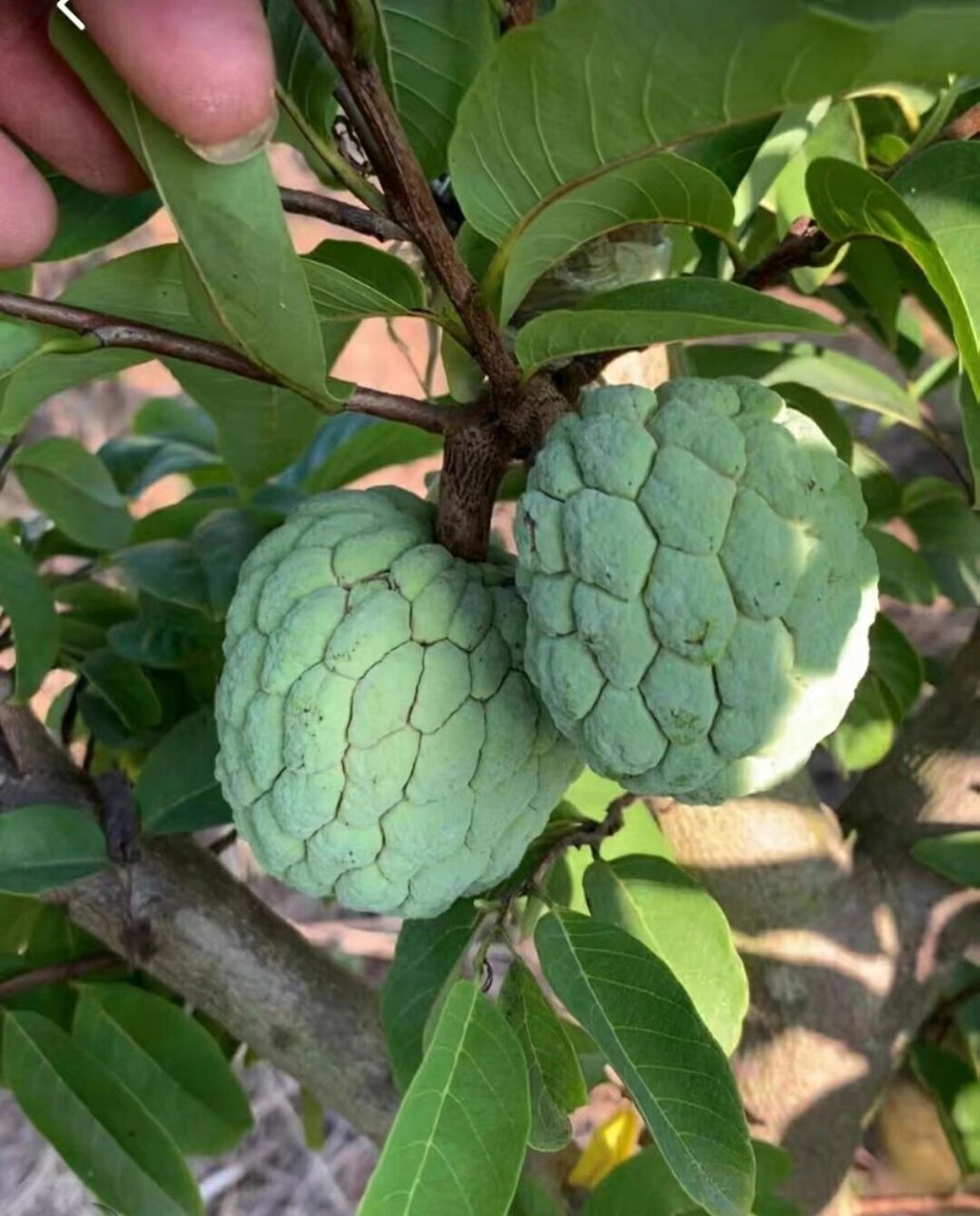 品种213:ap释迦,不用授粉也可以?