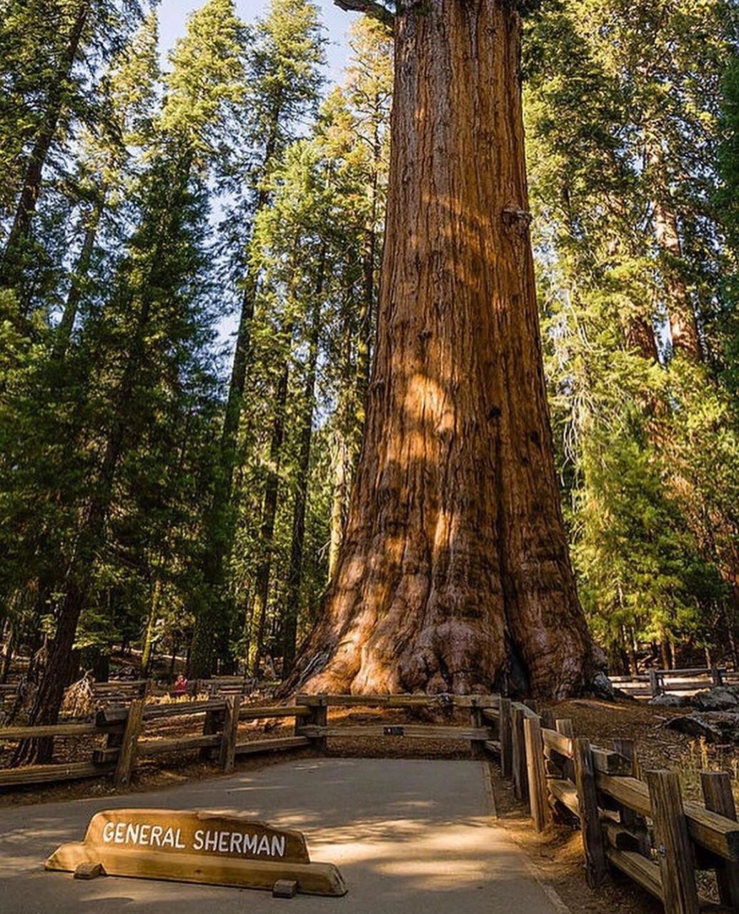 949315 世界上最大的树-雪曼将军树 17 这棵有着超2000年历史