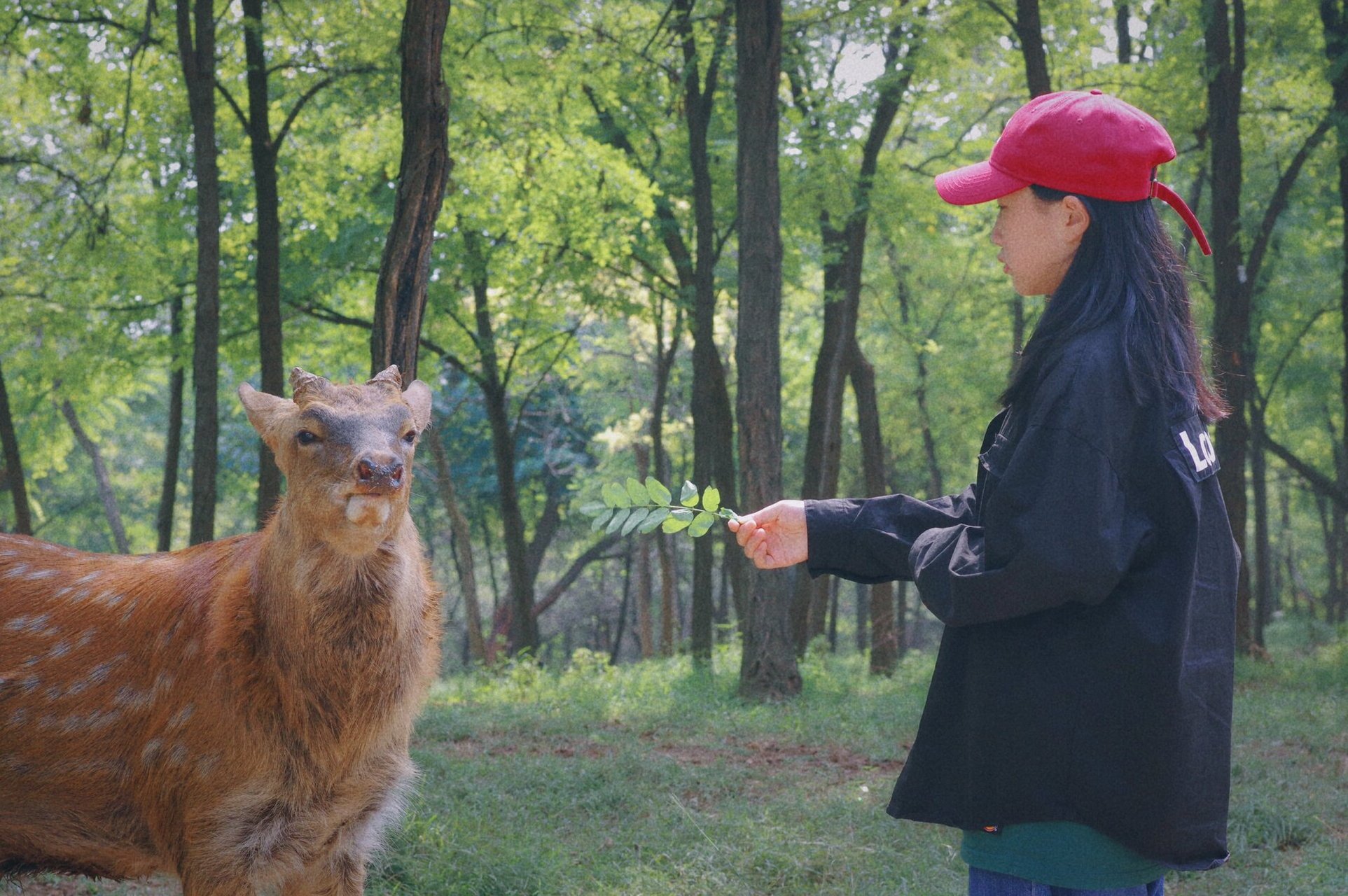宜阳香鹿山凤凰岭 秋天了,一起出去走走喂小鹿呀