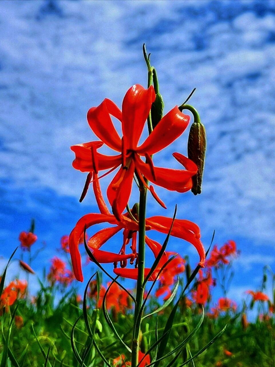 山丹丹花 别名:红百合 二名法:斑百合 界:植物界 科:百合科 山丹丹花