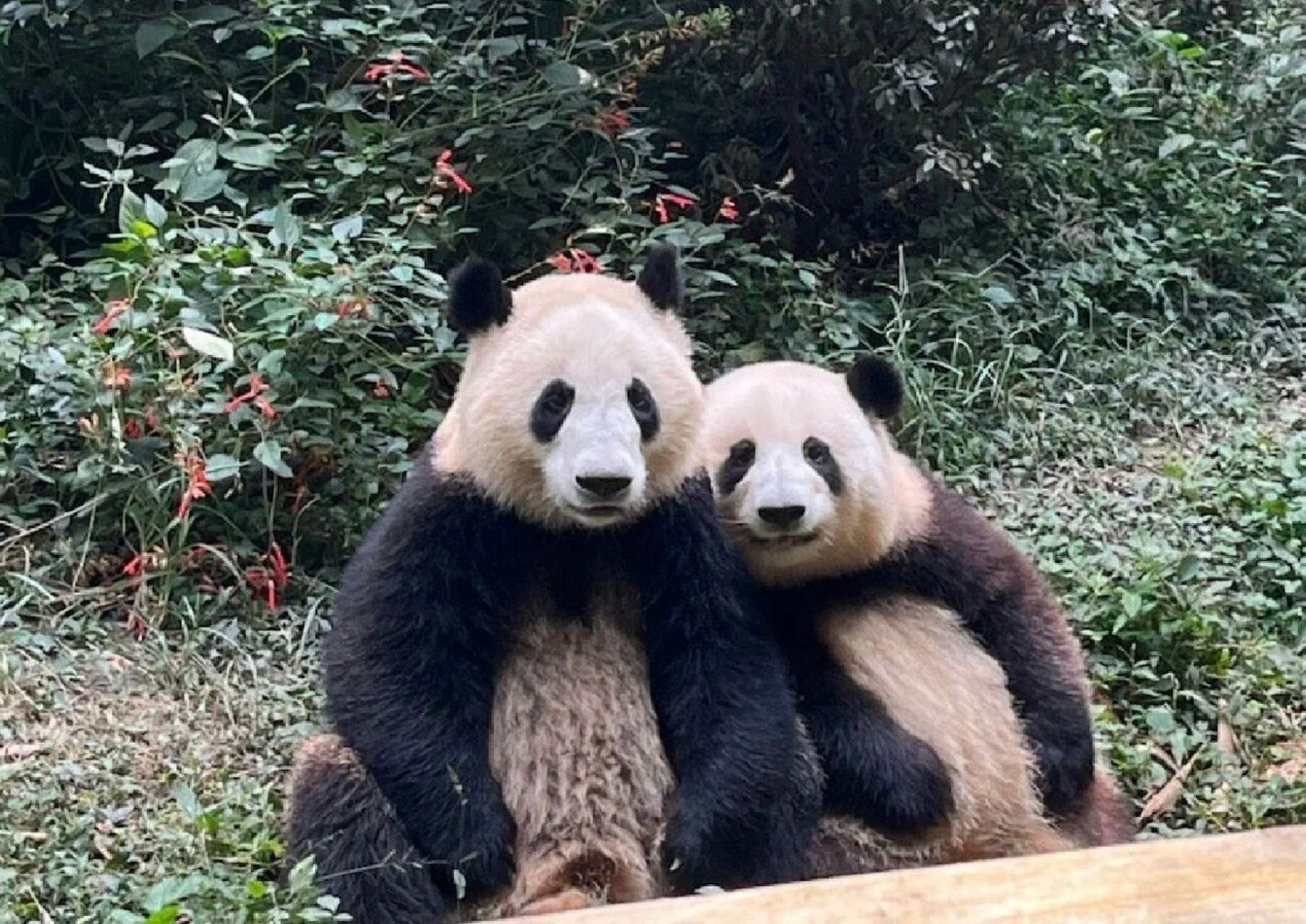 和花和叶合照9492 姐弟俩好亲哦78157815 花花笑得好好看