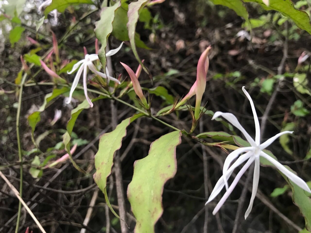 青藤香叶子图片