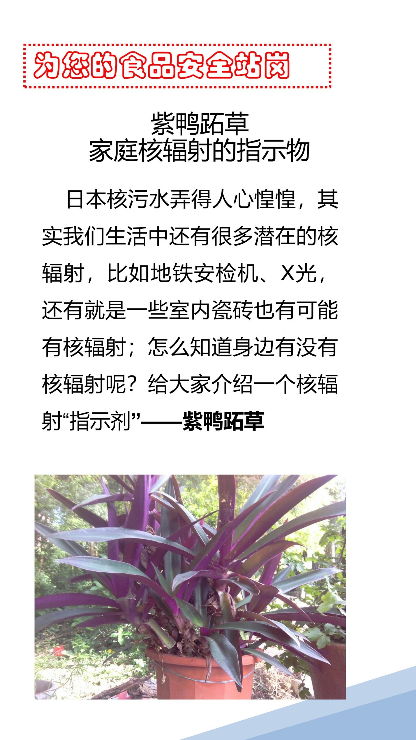 紫鸭跖草~核辐射检测的植物试剂