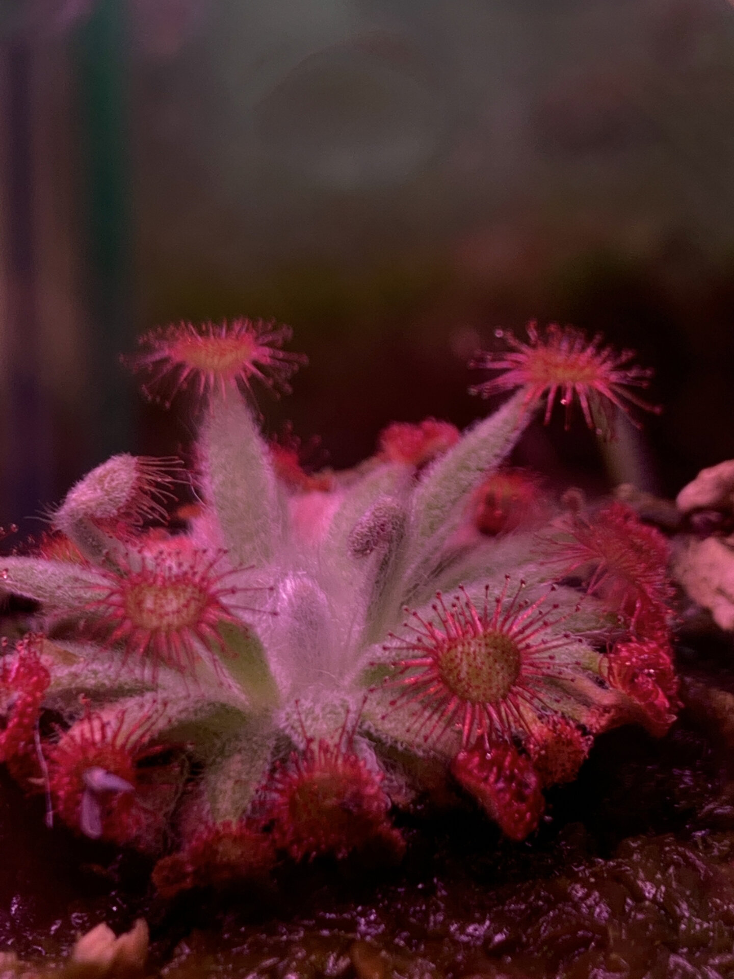 北领地 银匙茅膏菜 喜欢所有茅膏菜