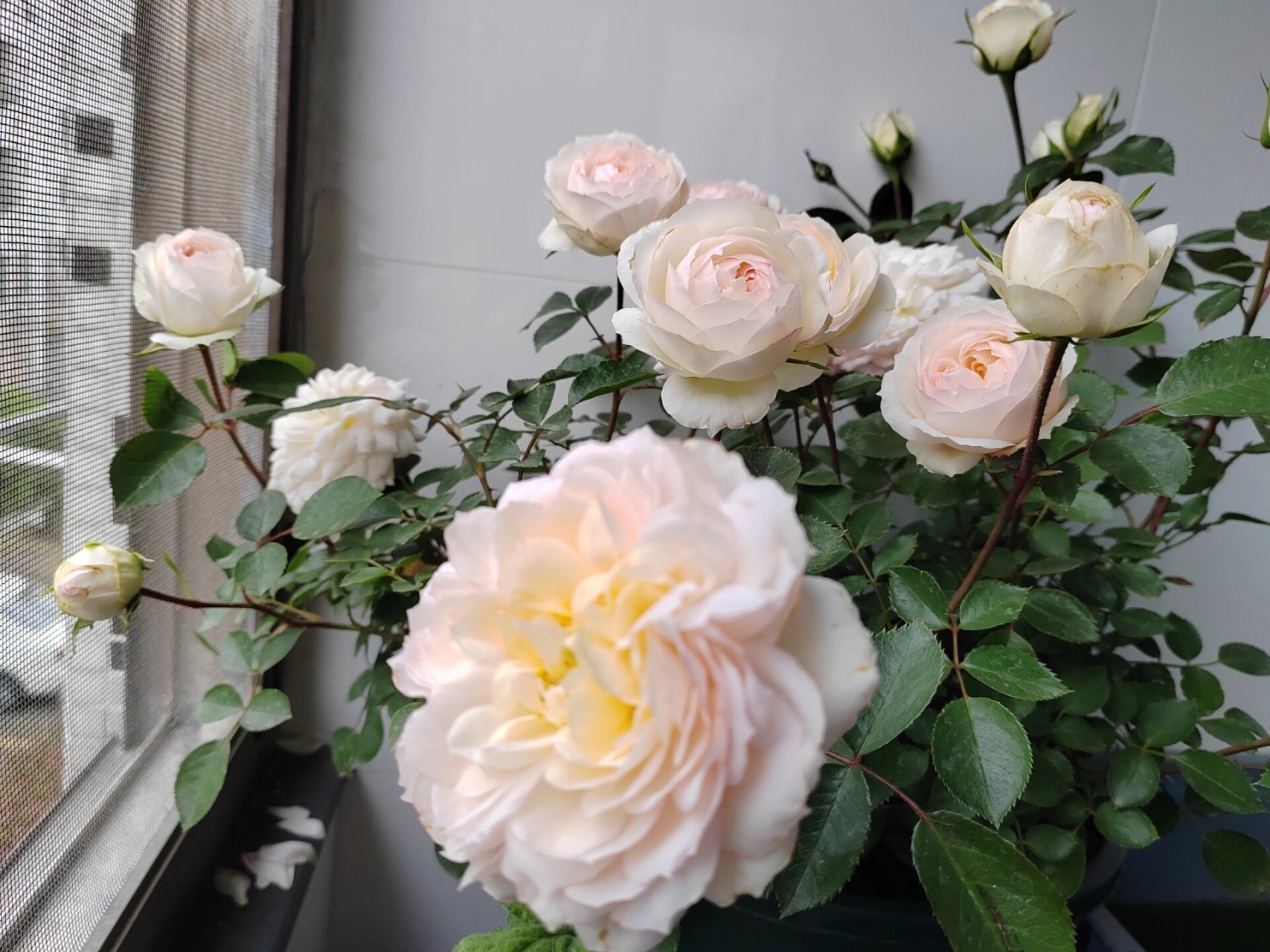 斯蒂芬男爵 斯蒂芬男爵月季,放在阳台里面了,没有拿到外面,还是挺香的