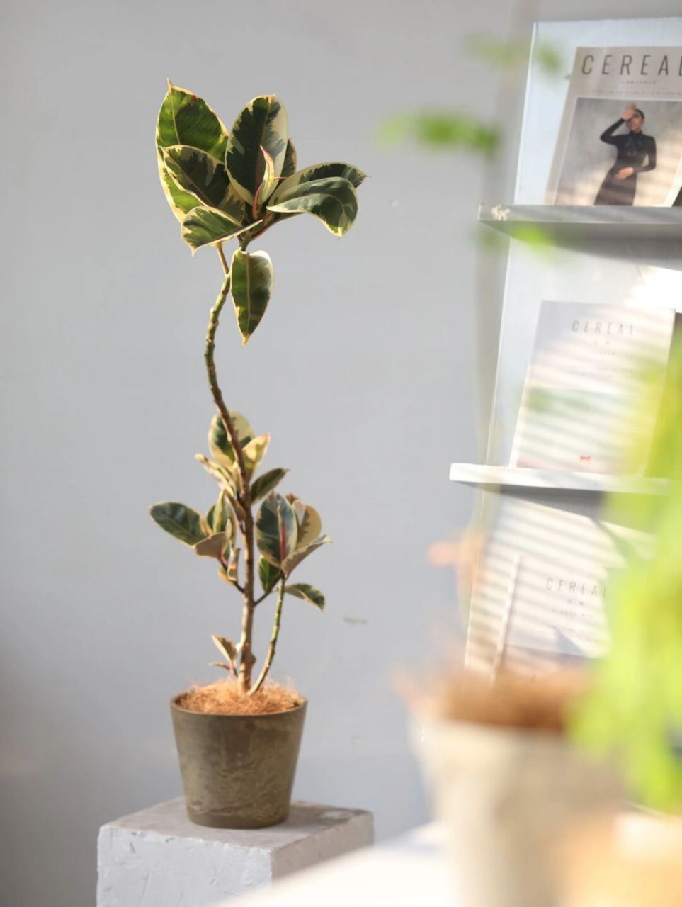 窈窕淑女君子好逑,一盆弯derful花叶金刚.