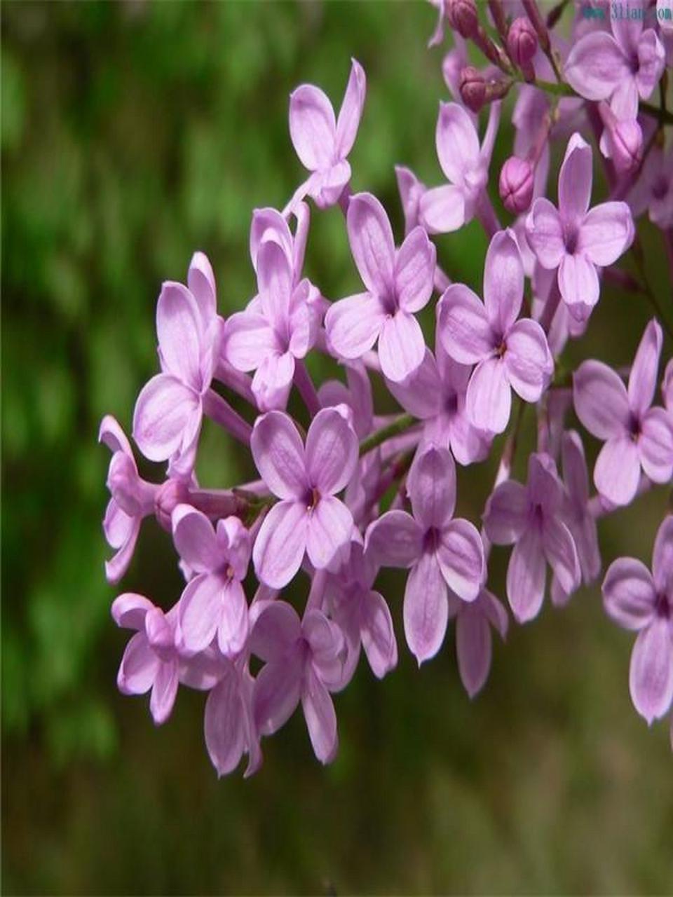 紫丁香花的气味图片