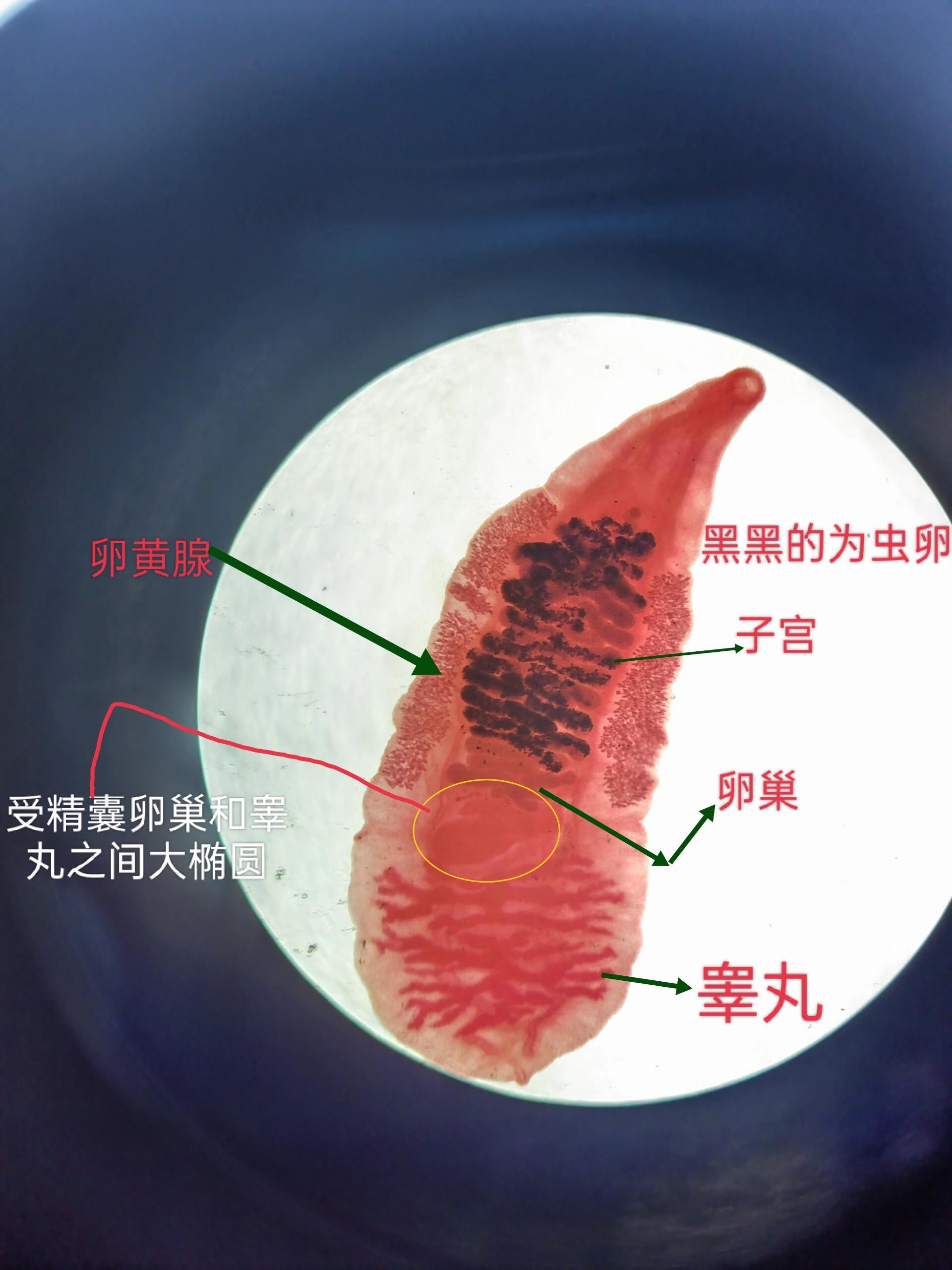 斜睾吸虫青蛙图片