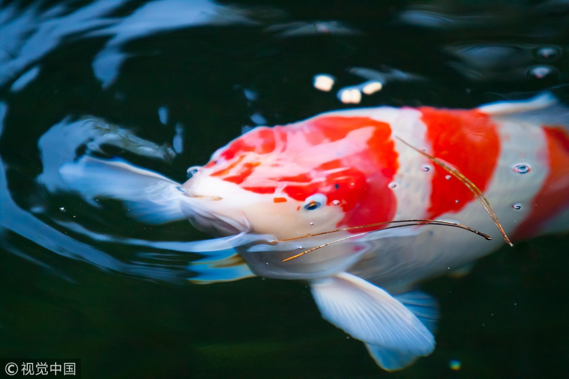 专八成绩# 点赞收藏这一组锦鲤图,专八过过过! 顺利拿证!