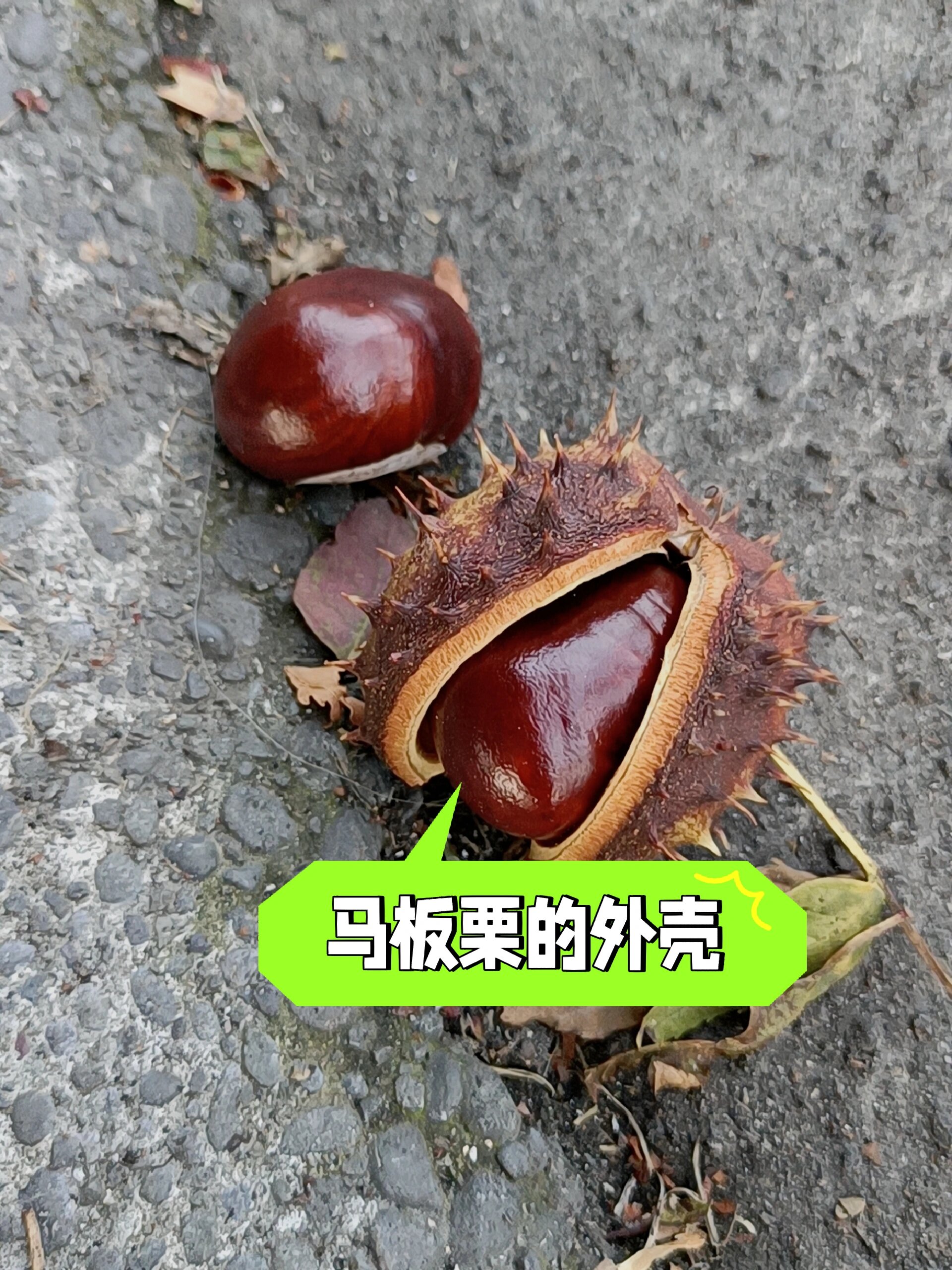 中国吃货别摘错了 两者长得很像 一个叫马板栗或者马栗 一个叫板栗 分