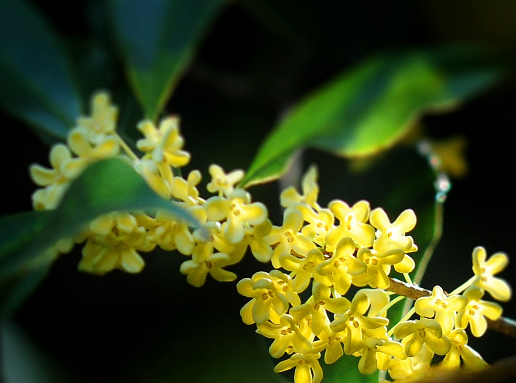 【"咸宁桂花"注册成功,我市再添一枚地理标志证明商标】日前,咸安区"