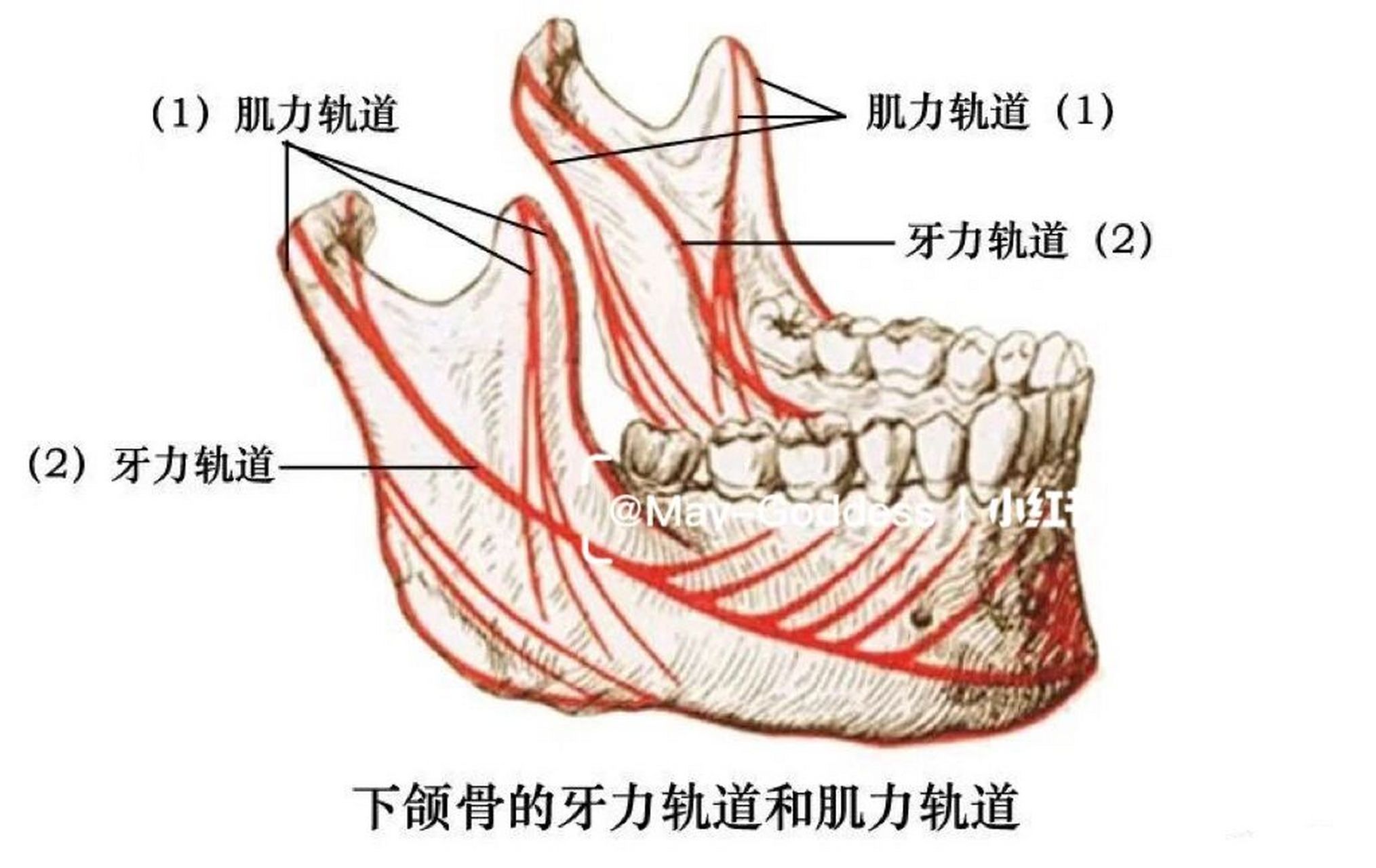 下巴组织结构图图片