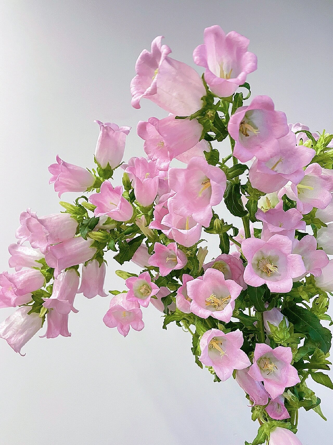 粉色 风铃草/风铃花 这是我养过最成功的第一次风铃草 能成功突破两周