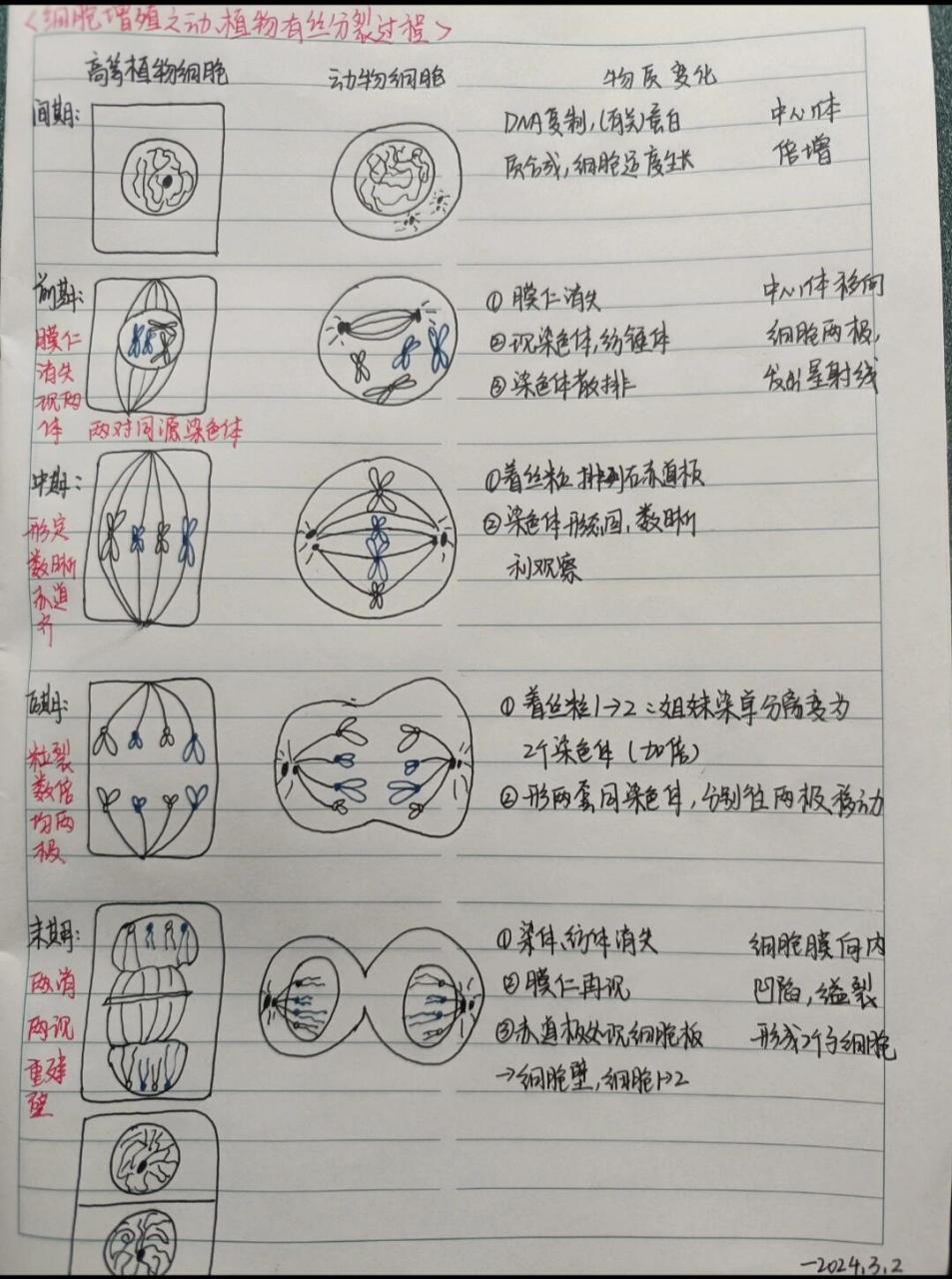 高中生物 必修一 第六章细胞有丝分裂 细胞有丝分裂过程图 动植物进行