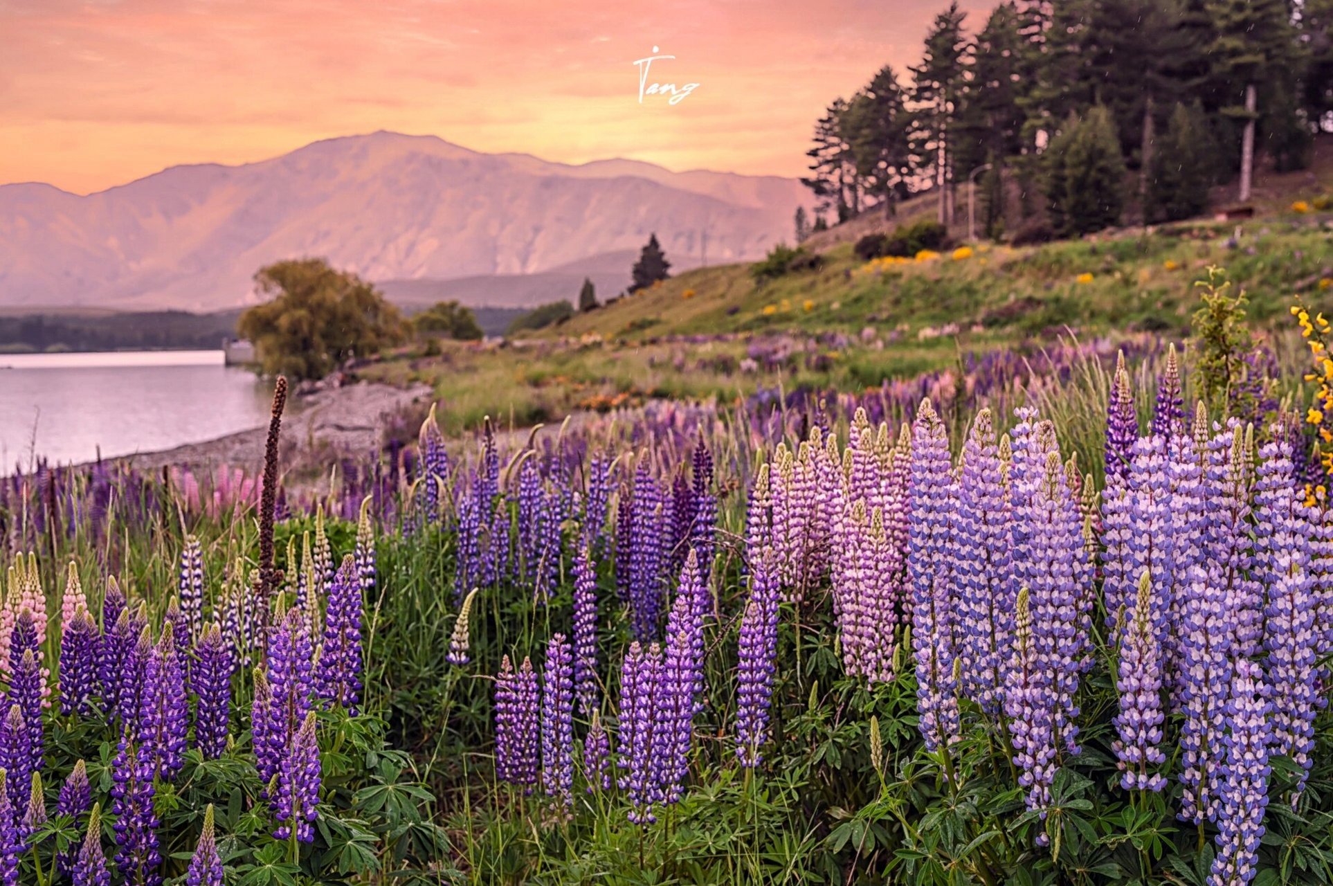新西兰tekapo 鲁冰花海 给你震撼视觉冲击 每年11月,12月鲁冰花盛开的