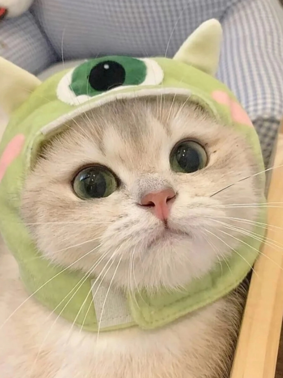 2024头像推荐 新的一年,换上可爱的小动物头像开心过新年吧.