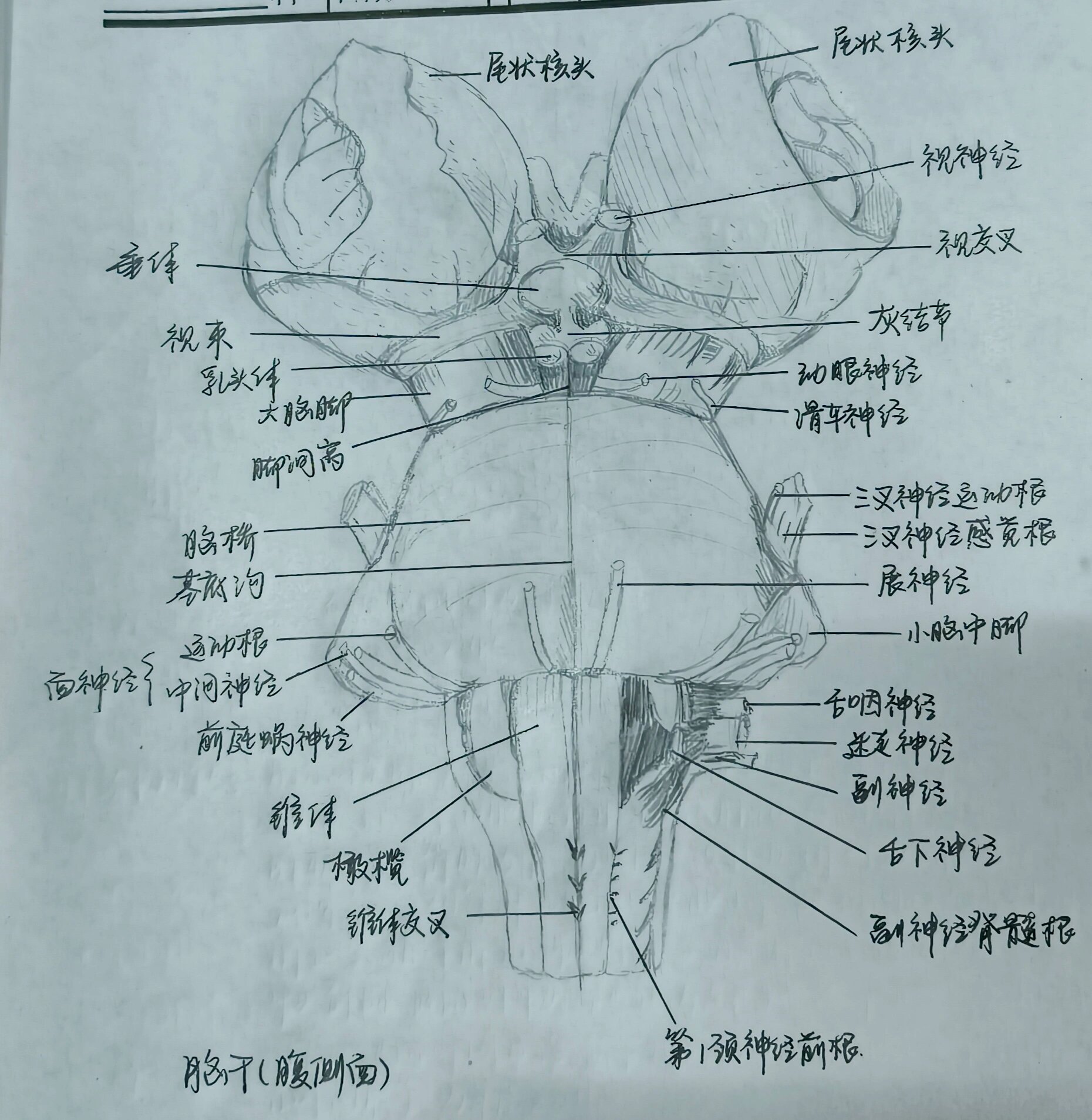 脑干外形腹侧面图片