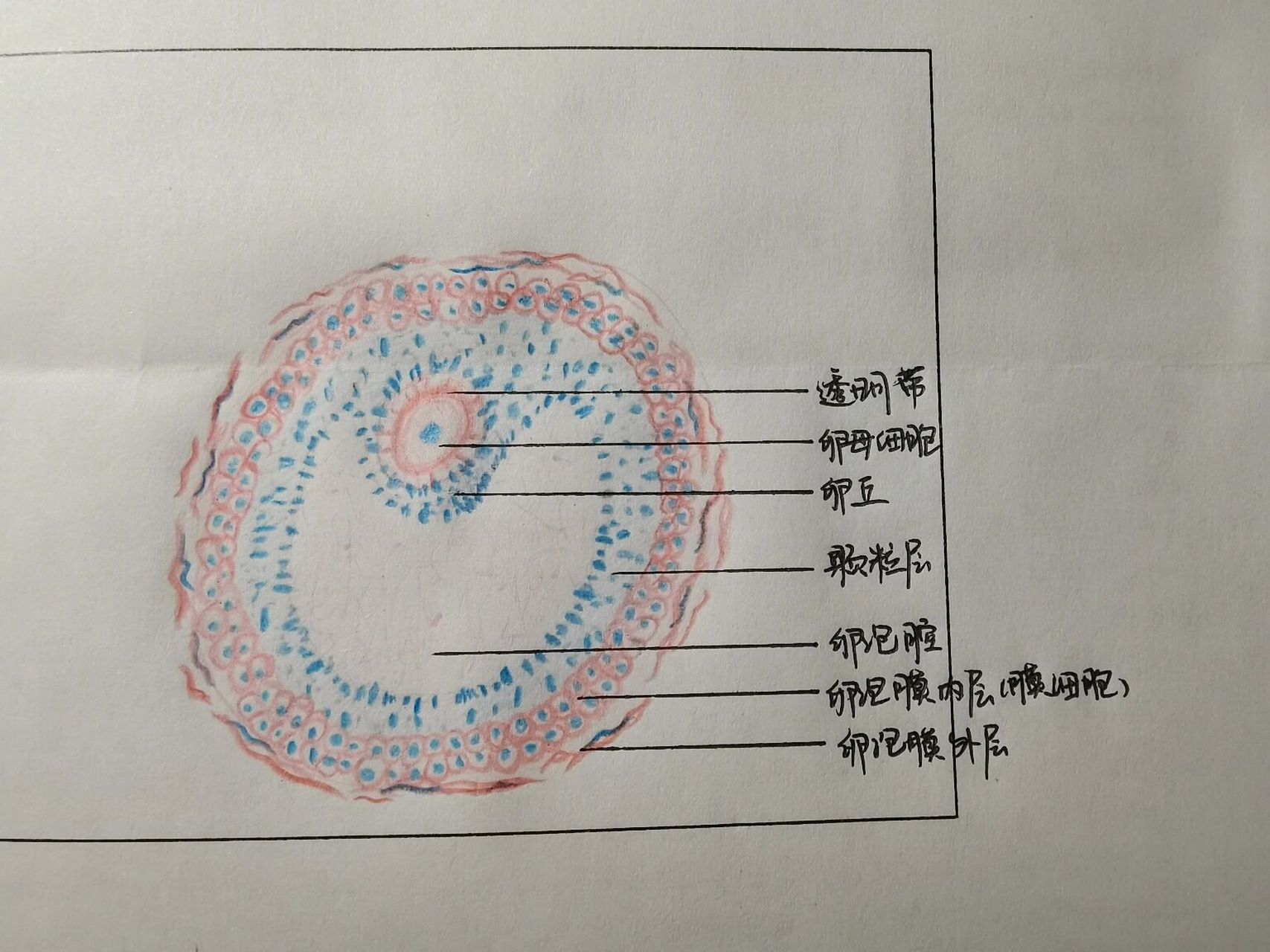 次级卵泡结构图图片