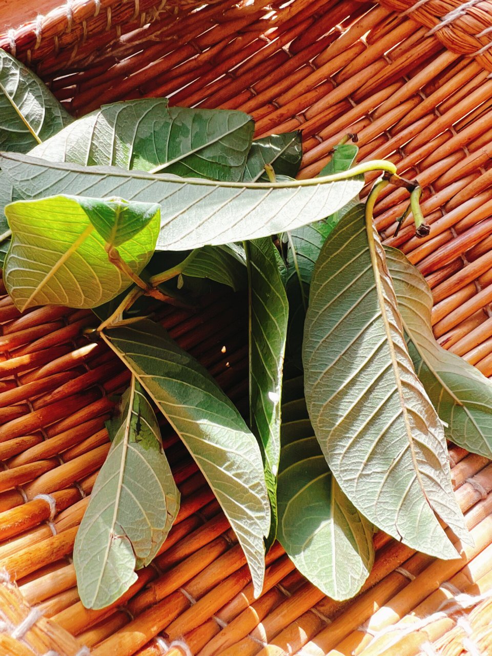 芭乐叶(又名番石榴叶)是非常好的中药材 晒干存起来煮水7615