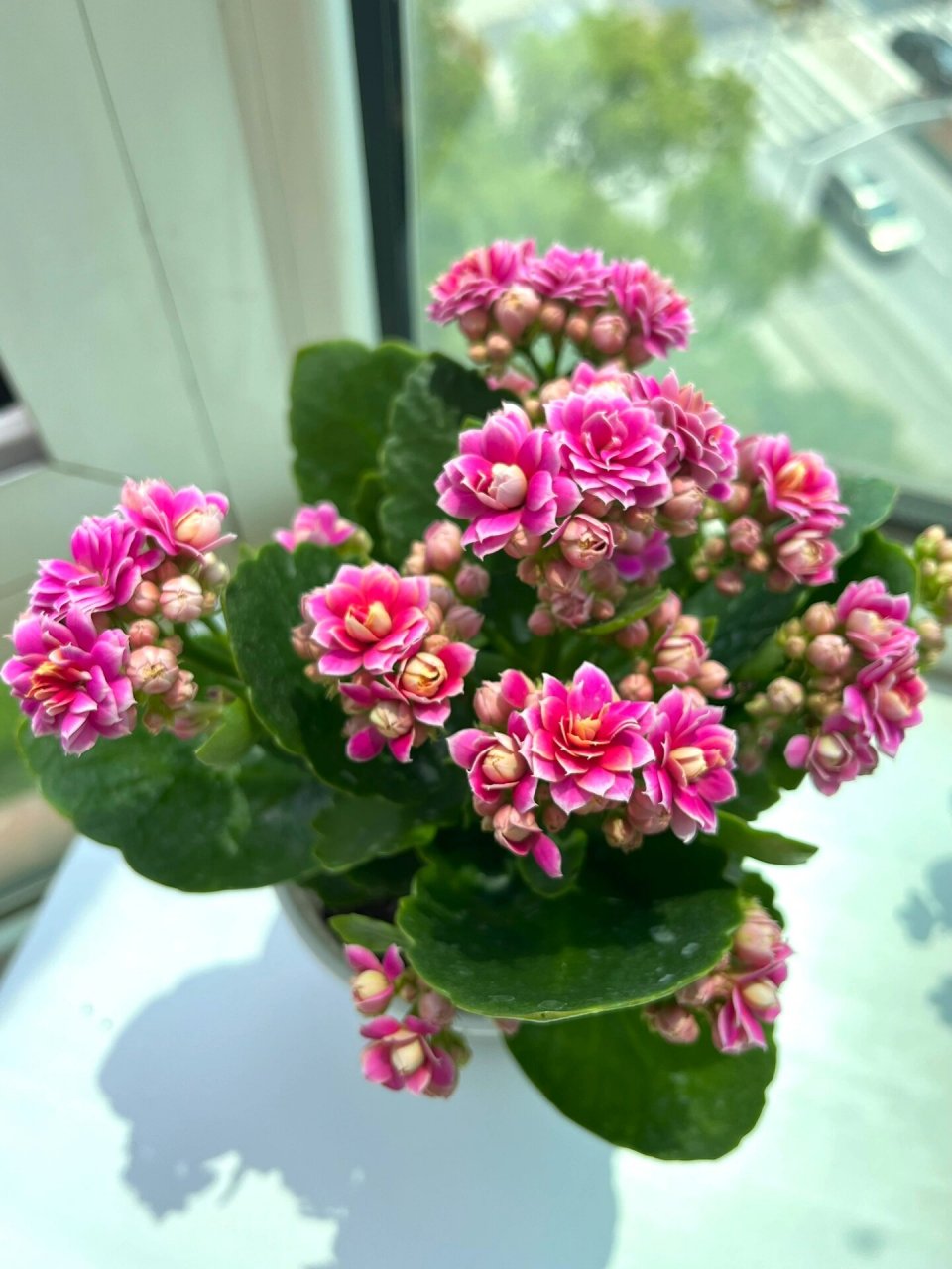 长寿花(35)紫风铃 纯正紫色,阳光照射下会出现黄色花边,美美美