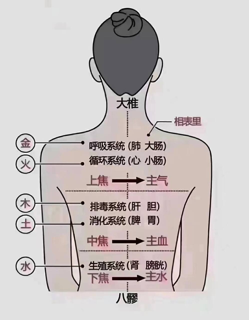 背74对应的脏腑 秋养肺,多推背94 背不凉,肺不伤 背凉,肺受寒