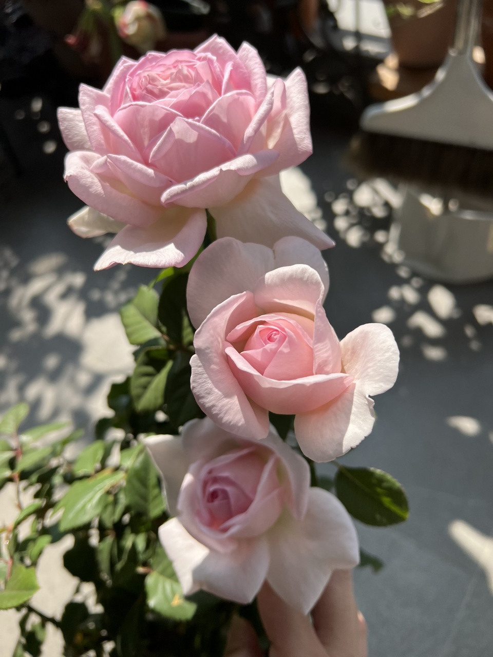 粉色仙女月季-粉黛  冬天的叉叉养出来的小苗大花, 一加仑也能开标准 