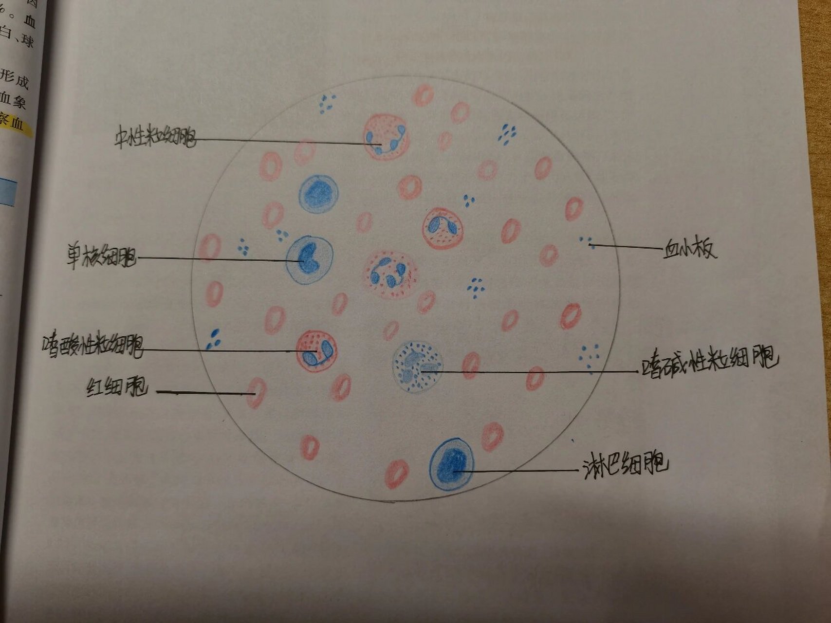 网织红细胞手绘图片