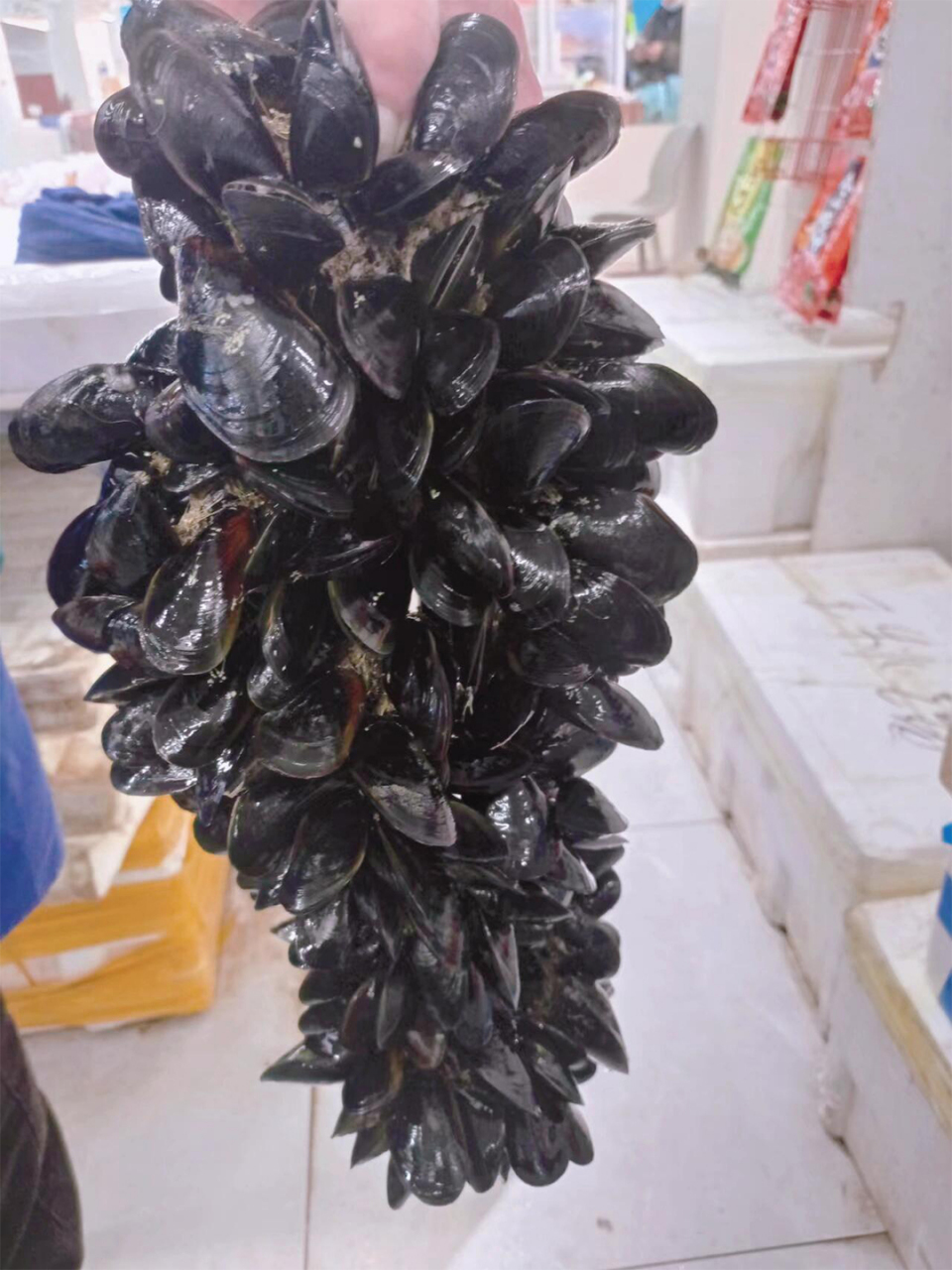 99今天来跟大家分享一组海虹的图片,简直美到犯规,看得我口水都要流