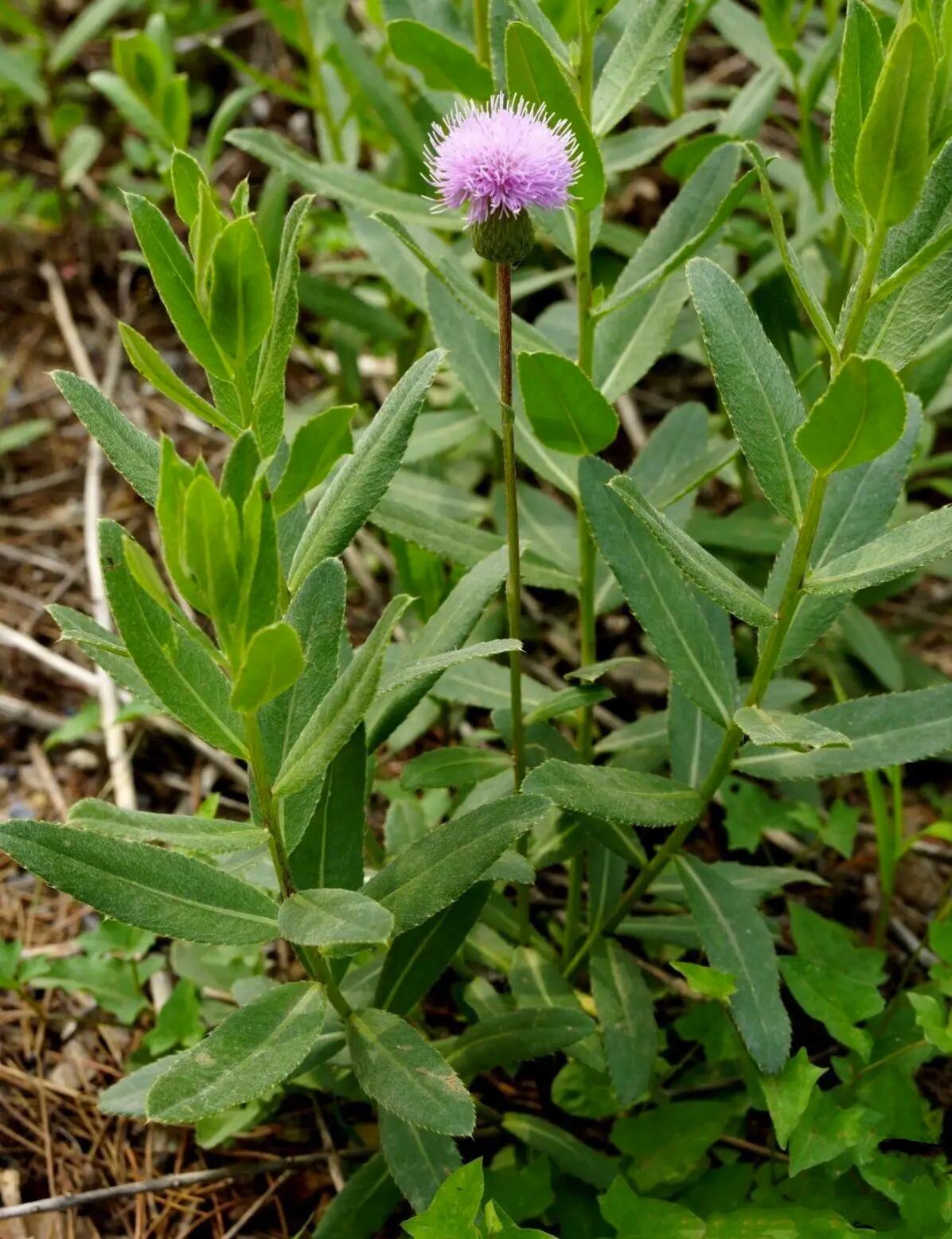 小蓟 95功效 凉血止血