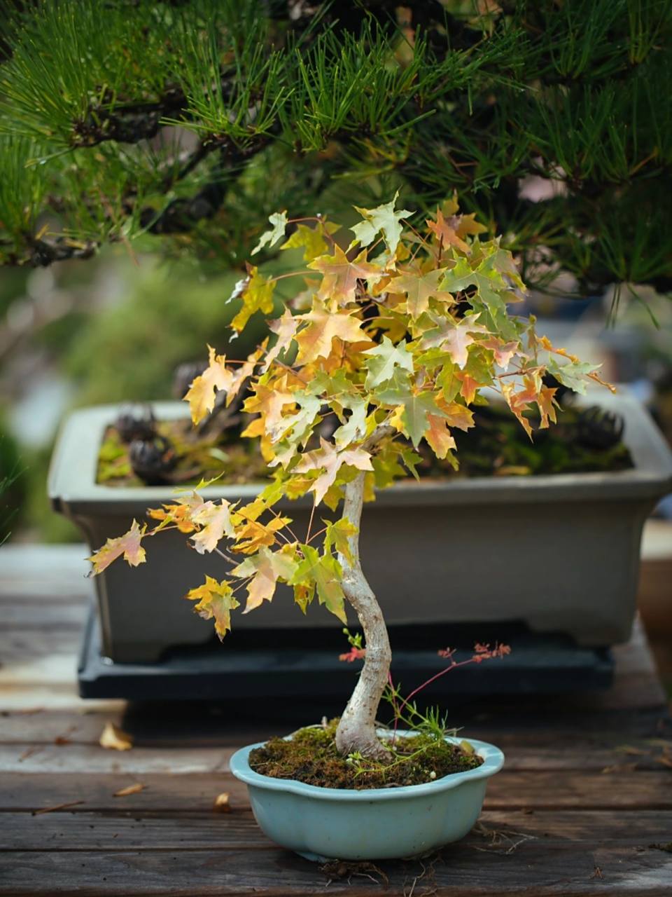 一棵国产原生五角枫 一棵国产原生五角枫,春天路边摊买的,秋天叶子在