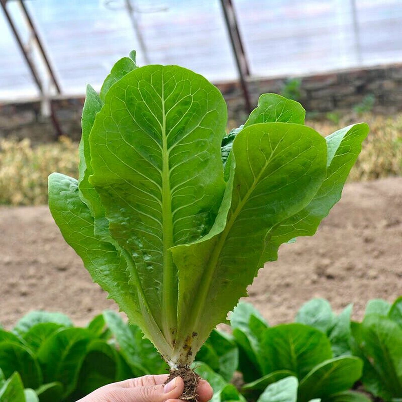 寿司孔雀菜有颜好养,耐热适合夏季种,易成 我们菜地里种了一些寿司