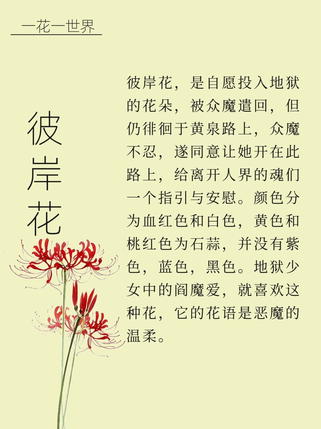 彼岸花歌曲(彼岸花歌曲何洁) 彼岸花歌曲(彼岸花歌曲何洁)