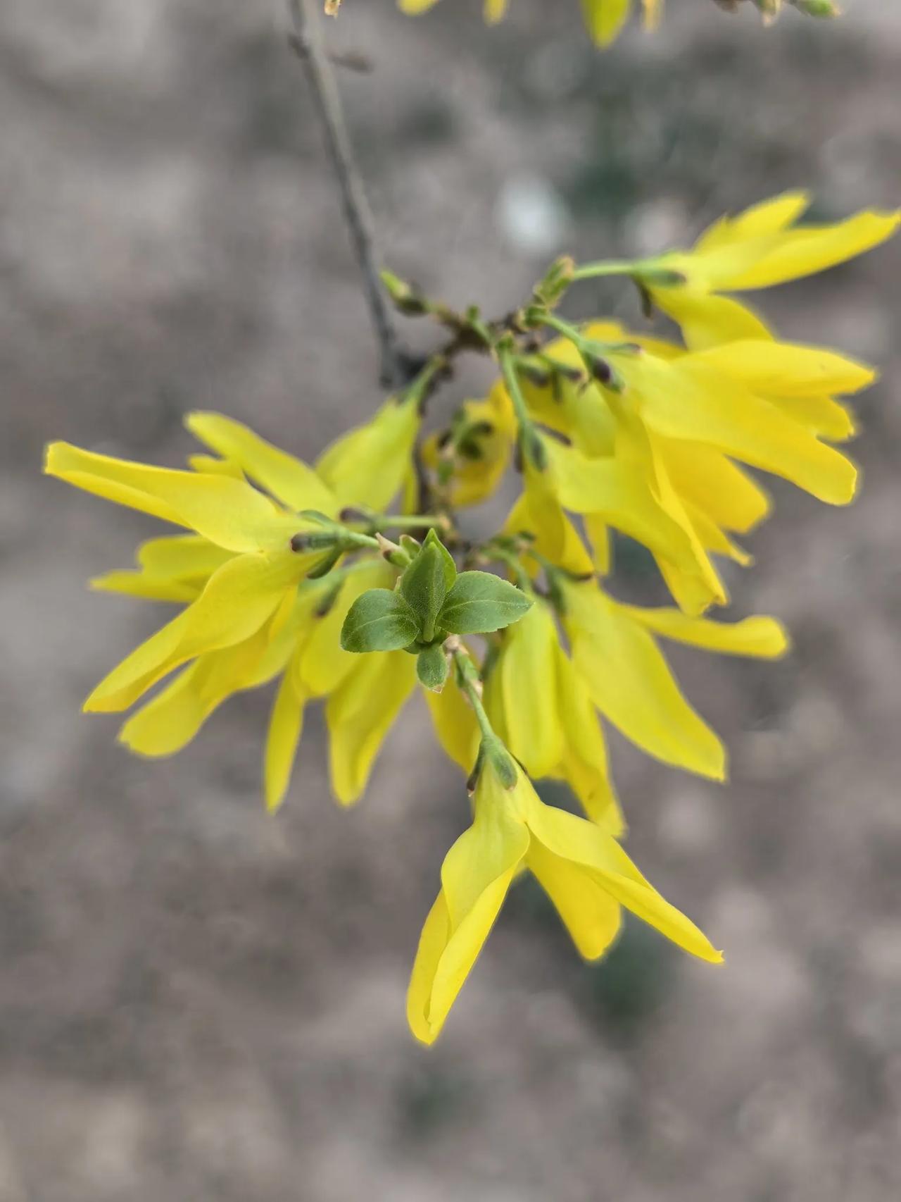 连翘花儿开0321连翘随手拍连翘花