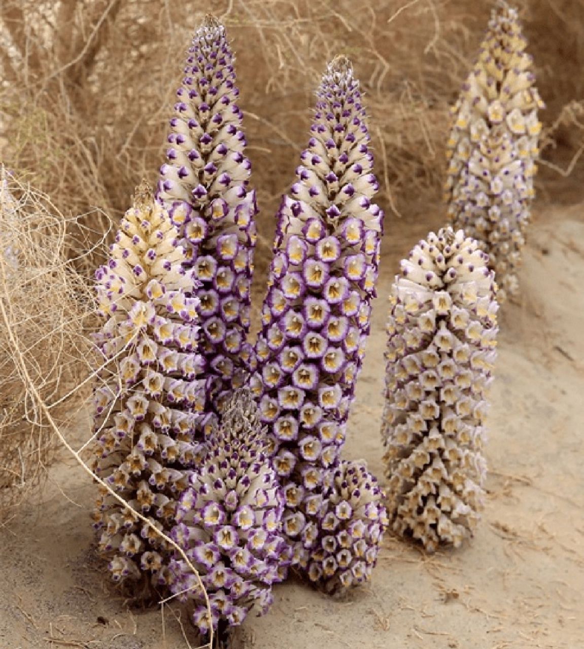 学习打卡~~肉苁蓉 肉苡蓉 【来源】列当科植物肉蓉或管花肉蓉的干燥带