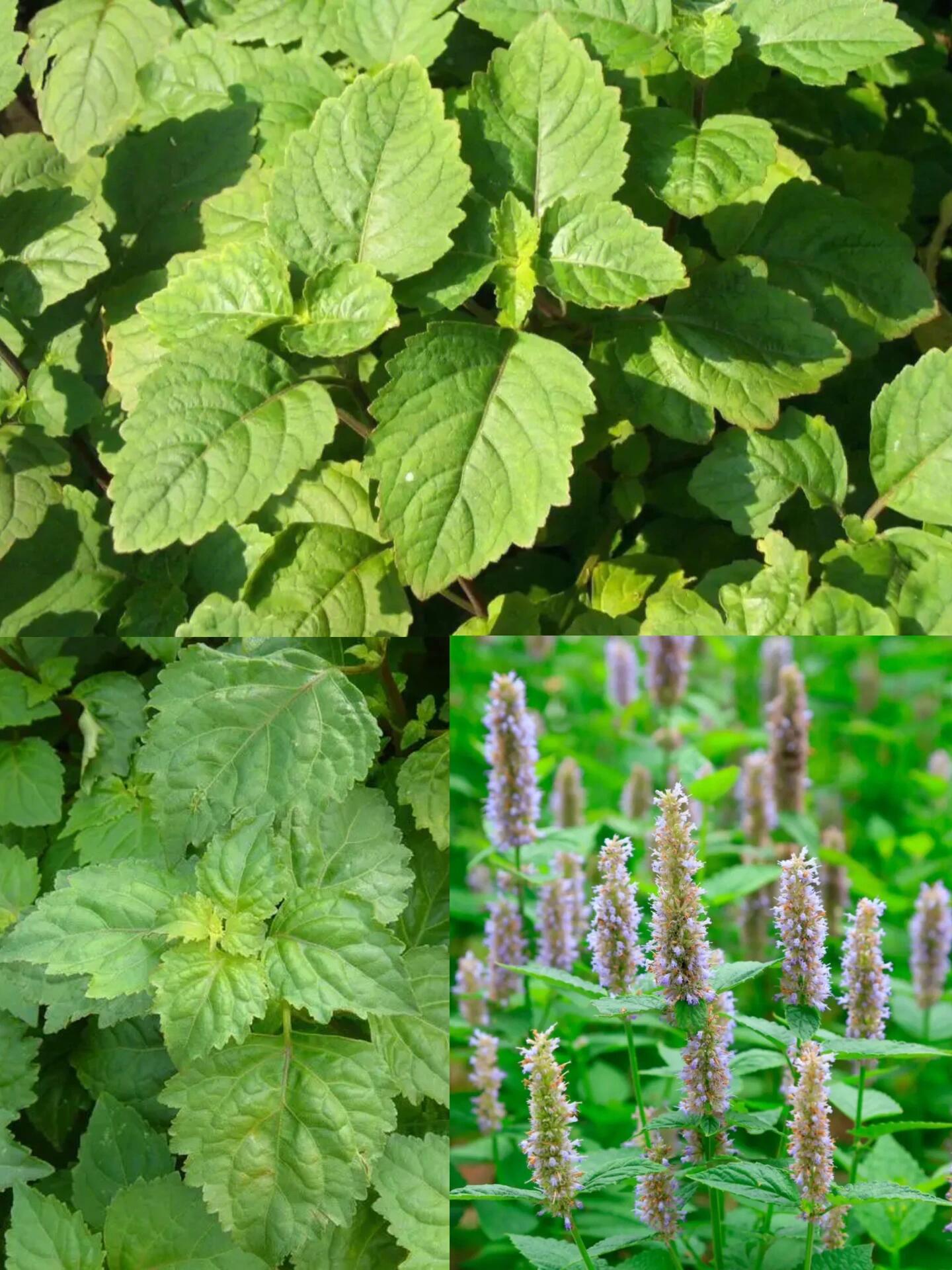 第80期:每天了解一味中草药|广藿香      食疗作用 广藿香药性辛,微温