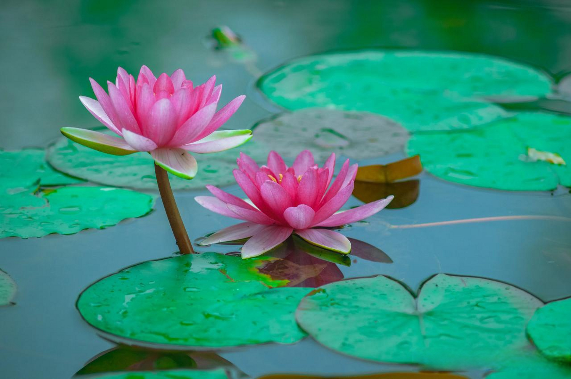 分享你最喜欢的照片手机随拍一片荷 荷花照片分享 雨后睡莲有多美