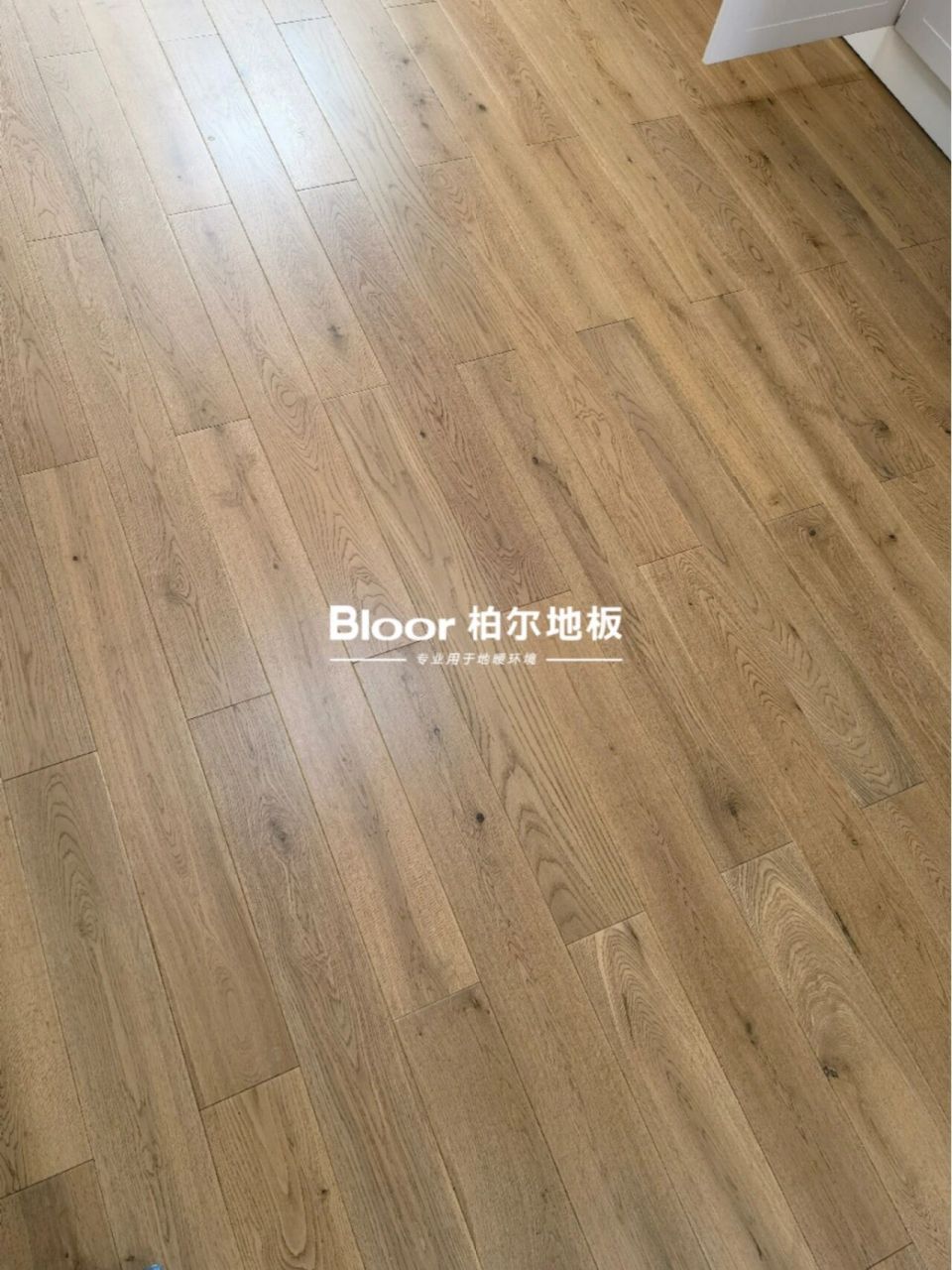 【柏尔地板】 #柏尔地板丨柏悦系列之栎木 生长于北纬40°~75°高寒