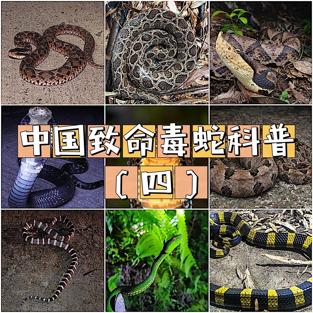 中国致命毒蛇科普6015泰国圆斑蝰6015 泰国圆斑蝰,蝰科,蝰