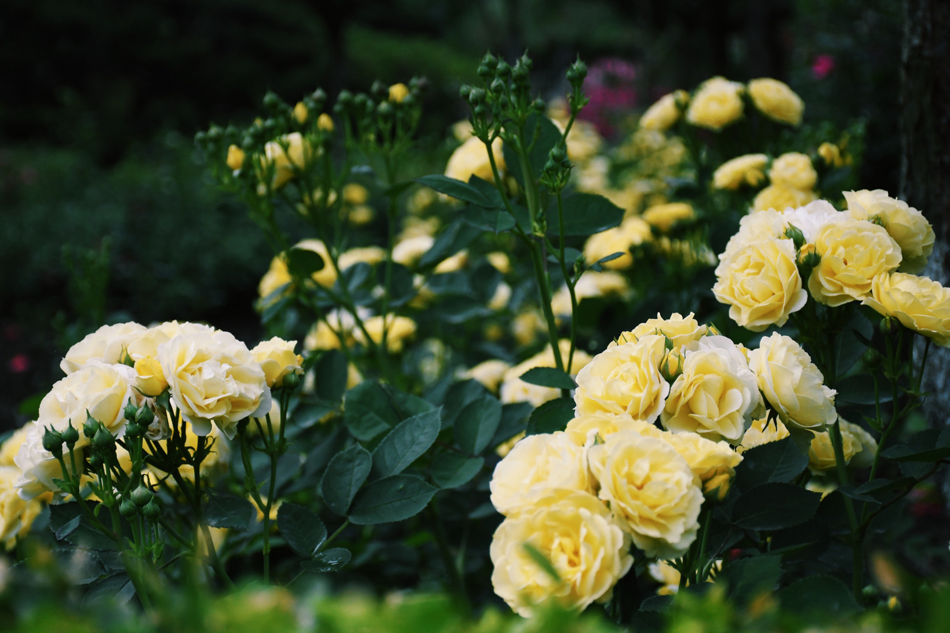 杭州花圃月季开花啦 杭州花圃门口莳花广场超大一片的月季正值上盛花